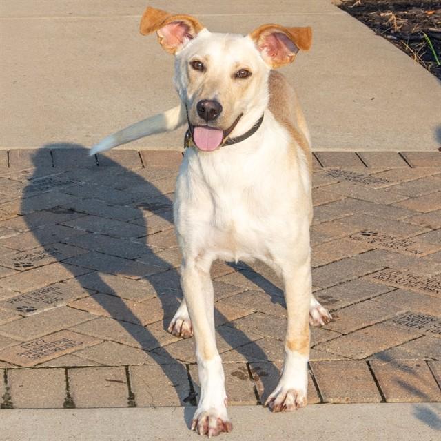 REX, Adoptable, Young Male Labrador Retriever & Mixed Breed.