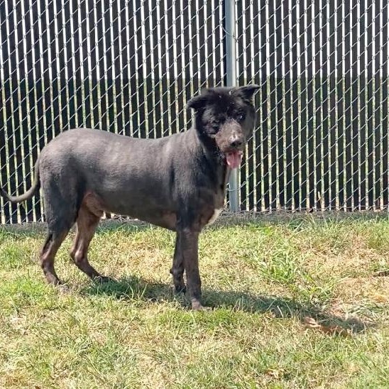 Enlarge Xavier, a Adoptable mixed breed in Nevada, MO image 3/3