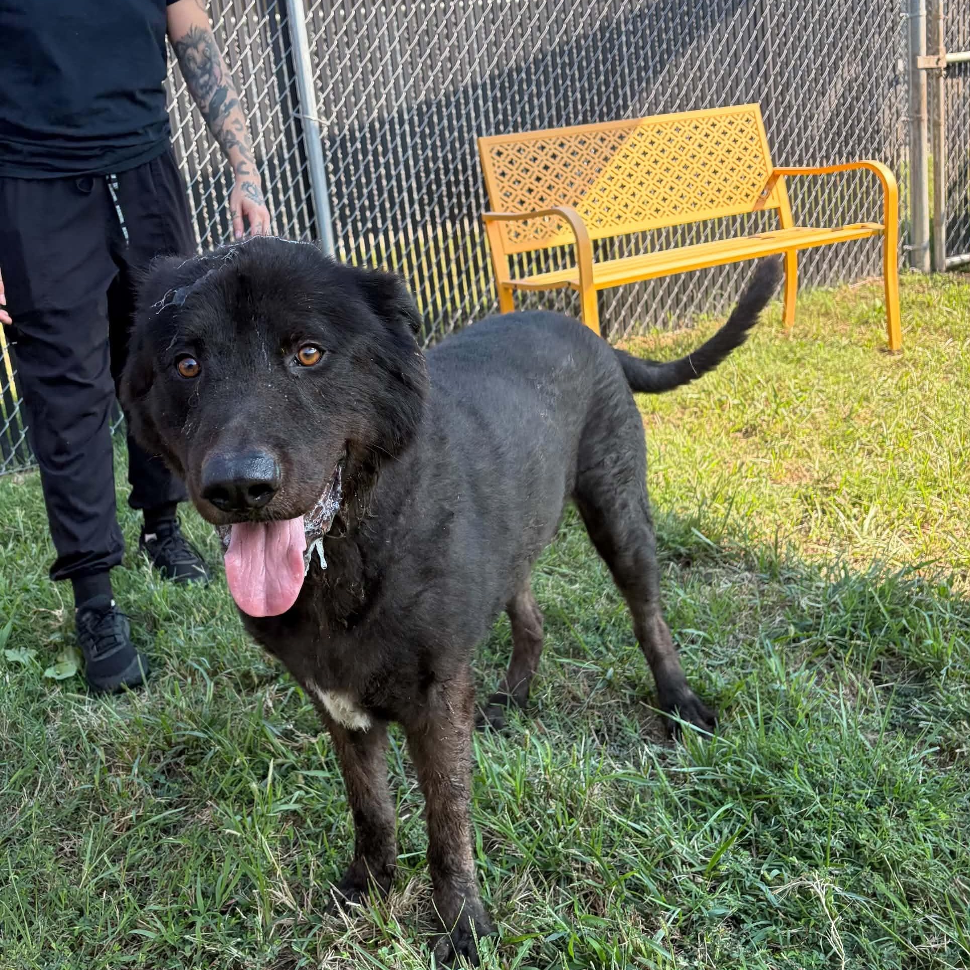 Enlarge Xavier, a Adoptable mixed breed in Nevada, MO image 2/3