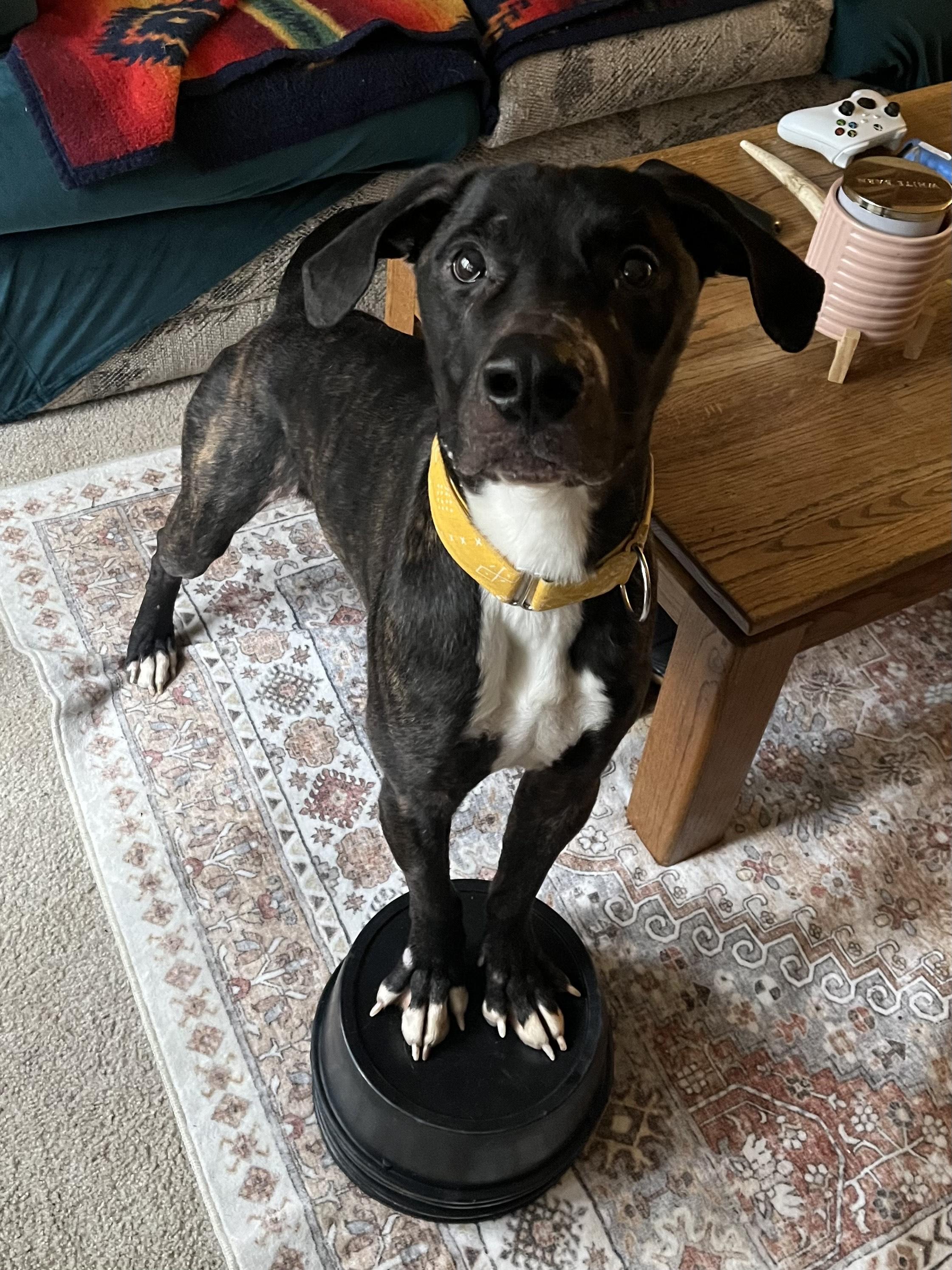 Goose, ADOPTABLE, Young Male Terrier.