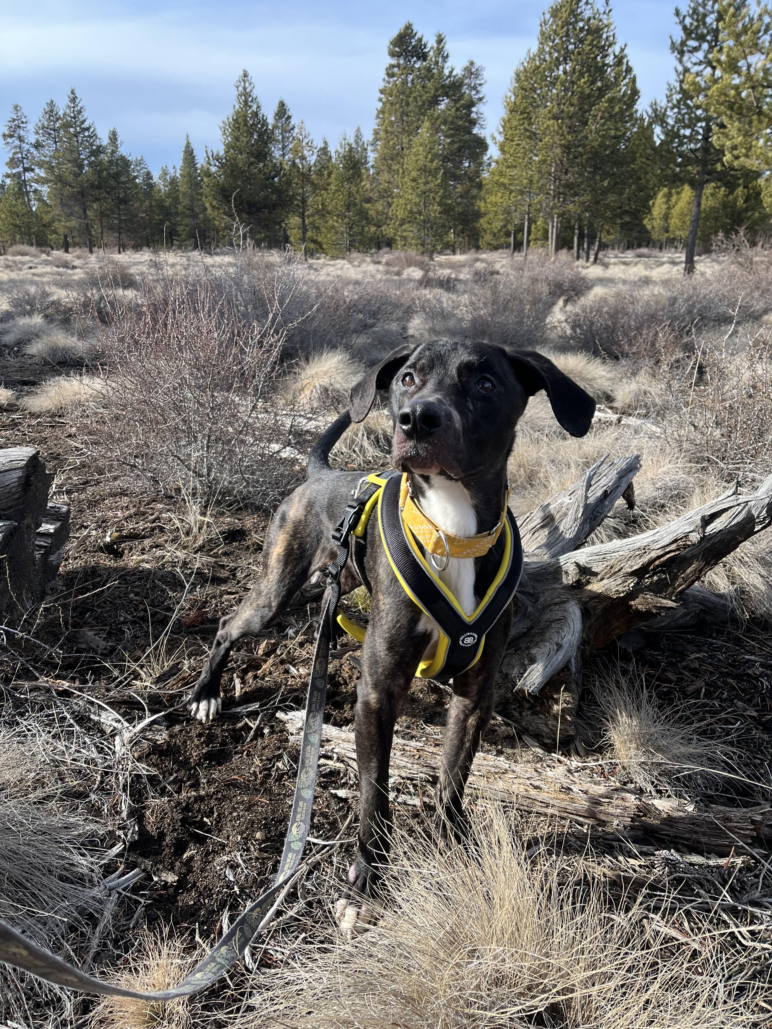 Enlarge Goose, a ADOPTABLE mixed breed in Bend, OR image 2/3