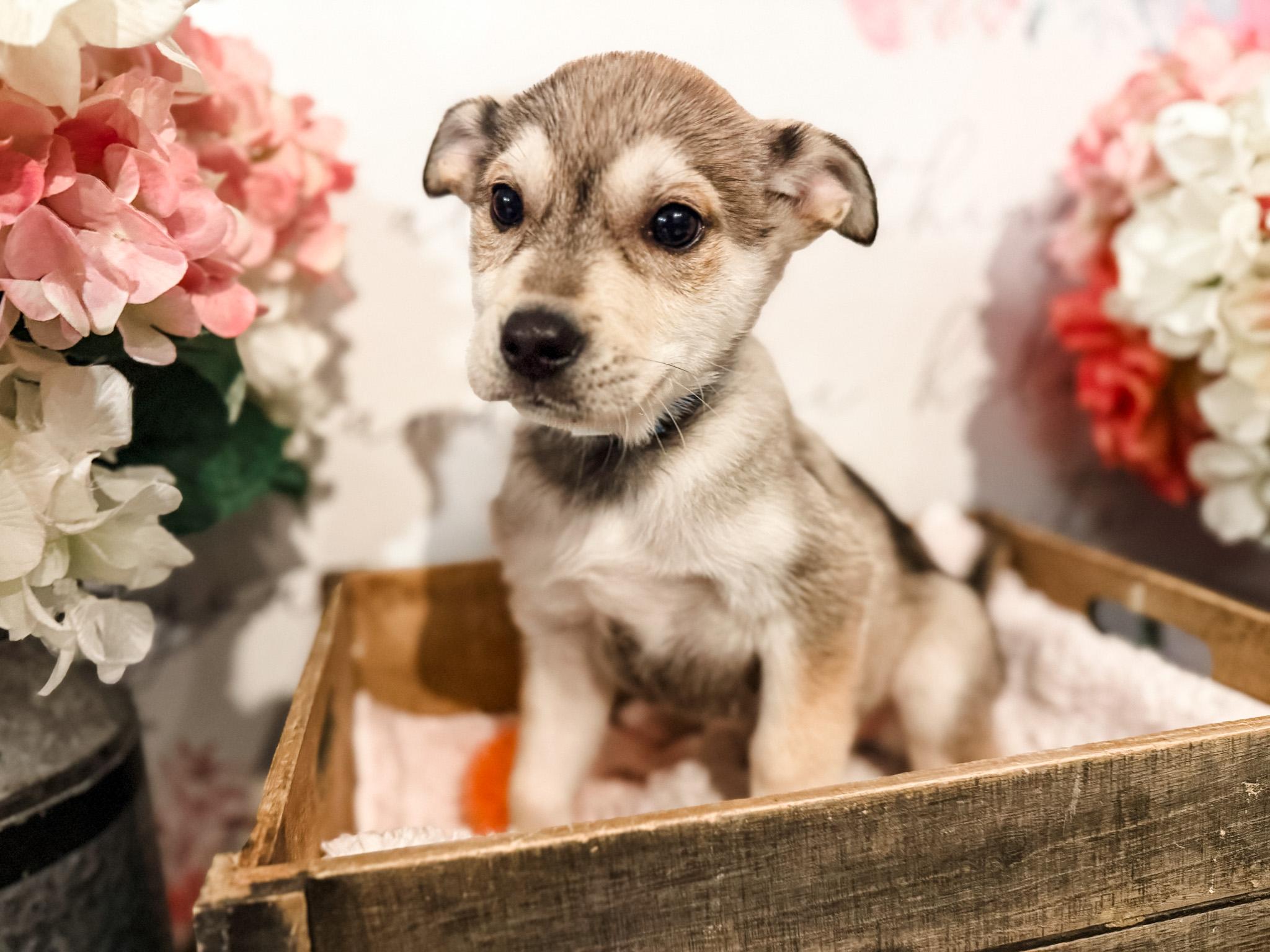 Tarquin, Adoptable, Puppy Male Australian Shepherd.
