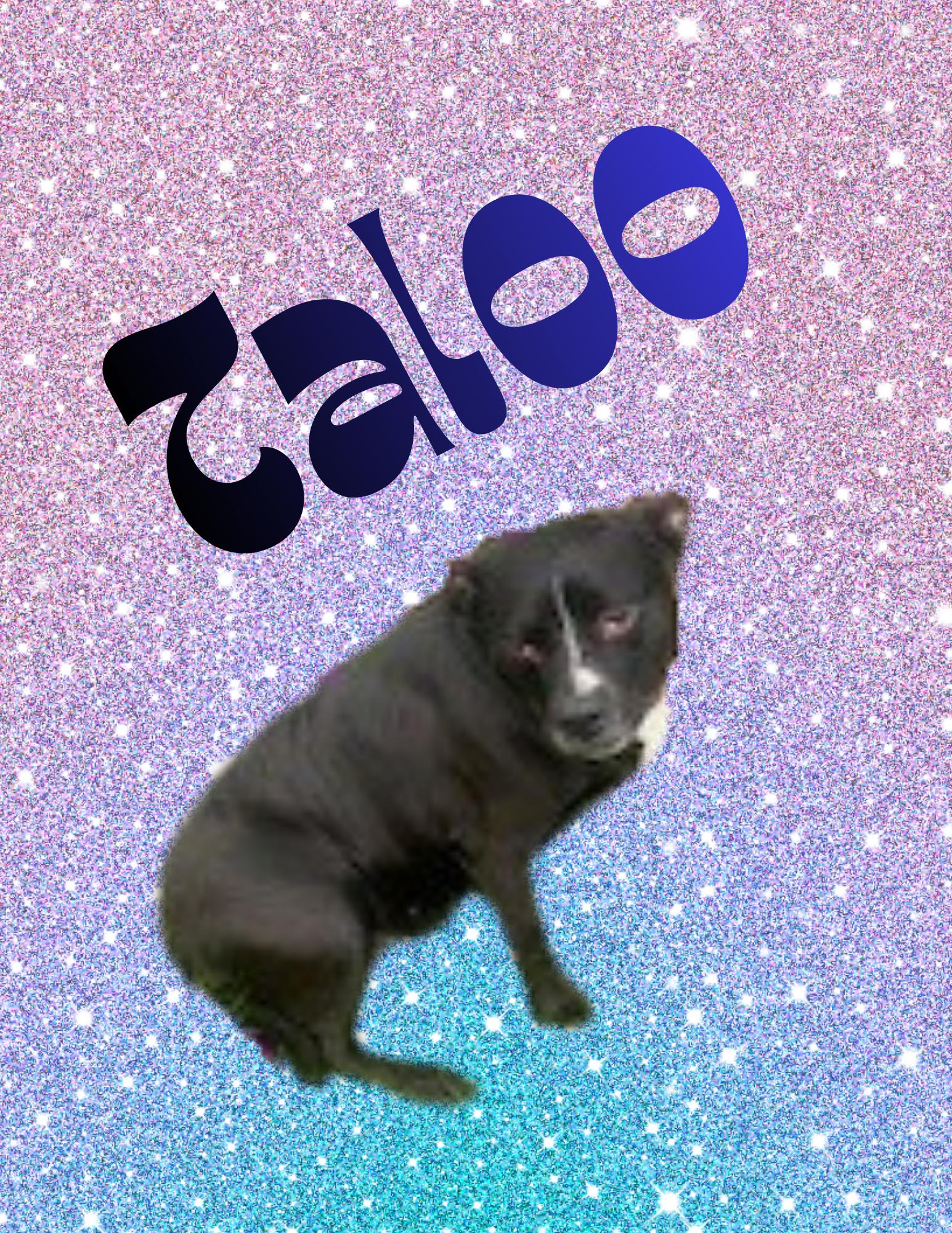 Enlarge Taloo, a ADOPTABLE Pit Bull Terrier in Nenana, AK image 1/1