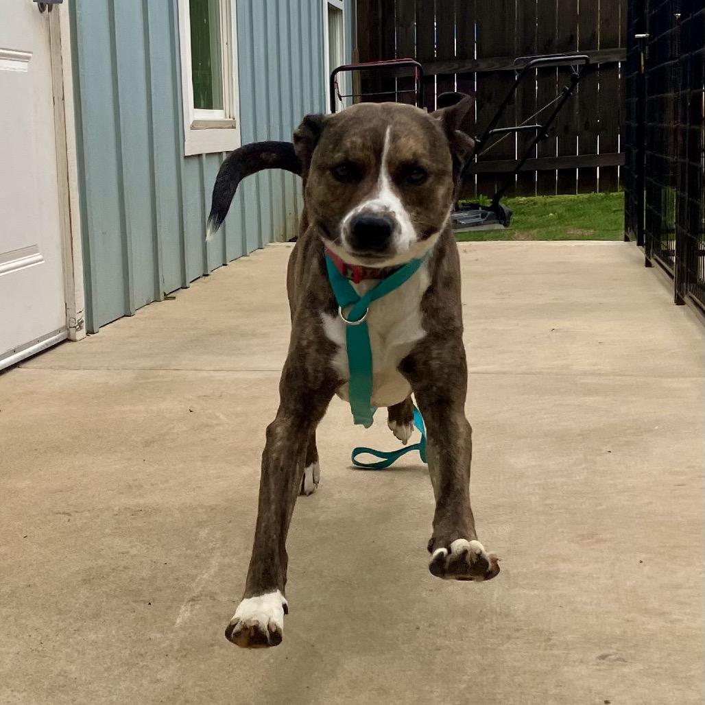 Enlarge Thunder, a Adoptable Mixed Breed in Opelika, AL image 1/2