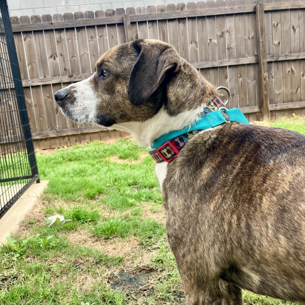 Enlarge Thunder, a Adoptable Mixed Breed in Opelika, AL image 2/2