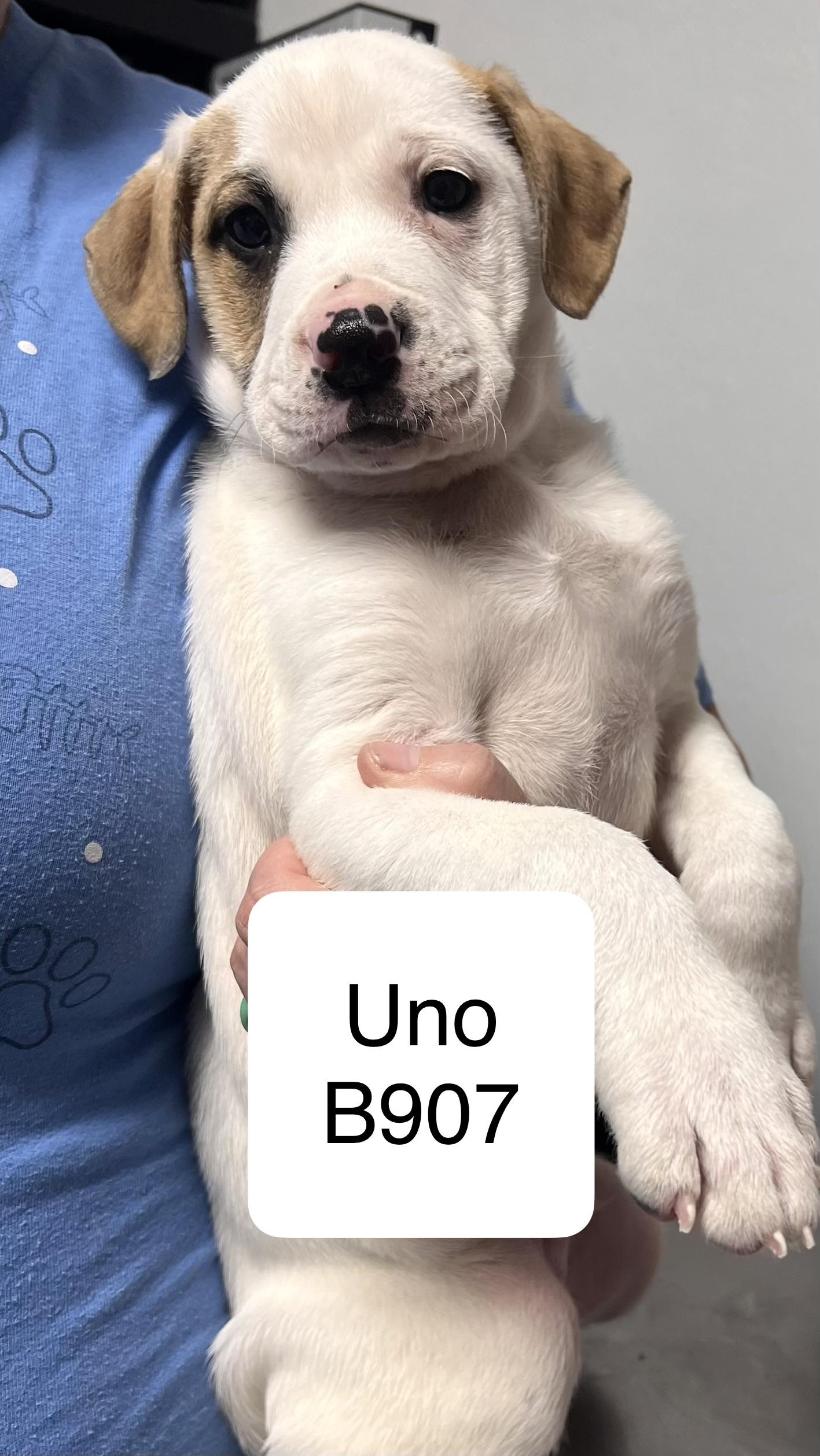 Enlarge Uno, a ADOPTABLE mixed breed in Morganton, NC image 1/1