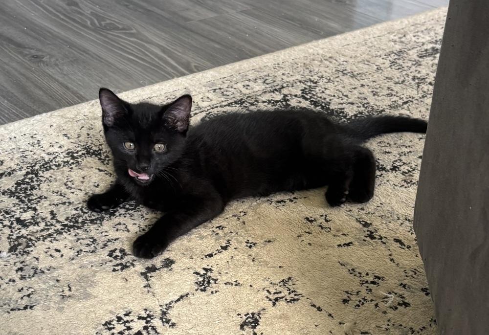 Ink Blot, Adoptable, Kitten Female Domestic Short Hair.