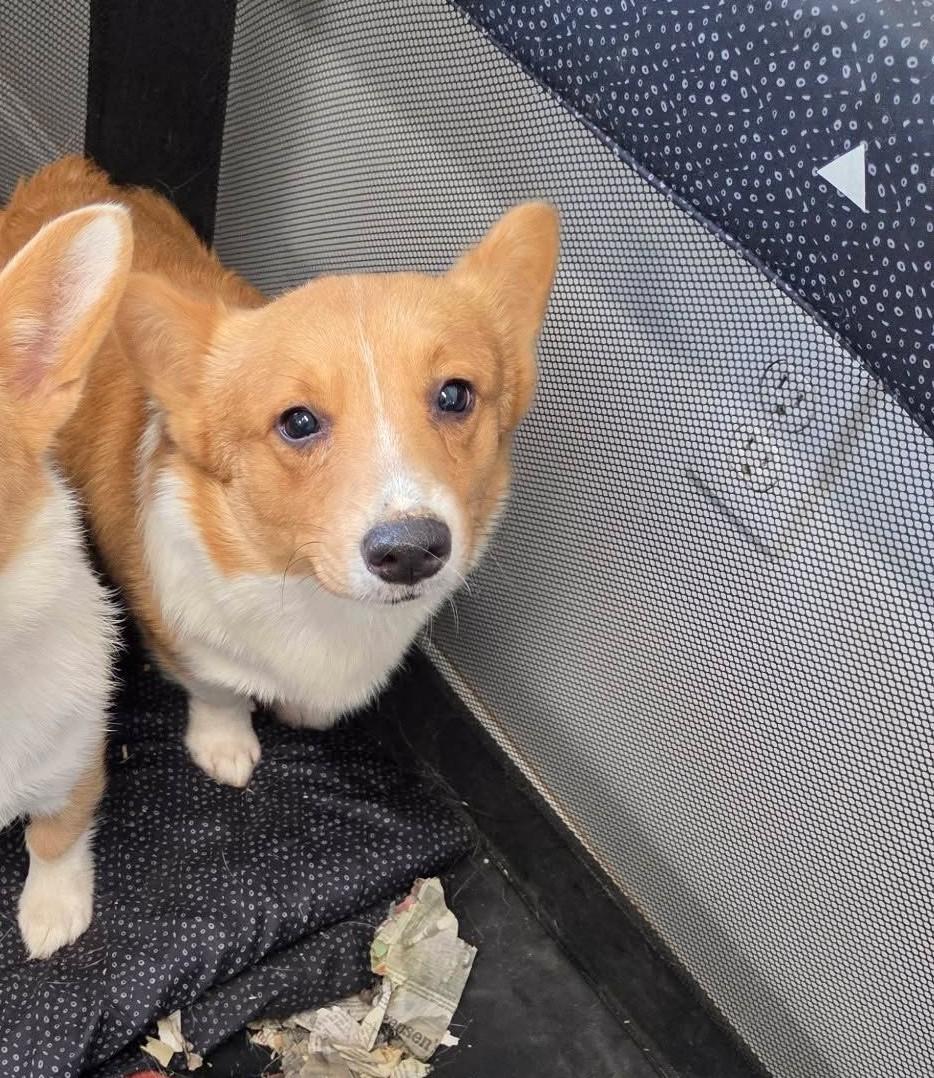Enlarge Grahamcracker, a Adoptable Pembroke Welsh Corgi in Havertown, PA image 1/1