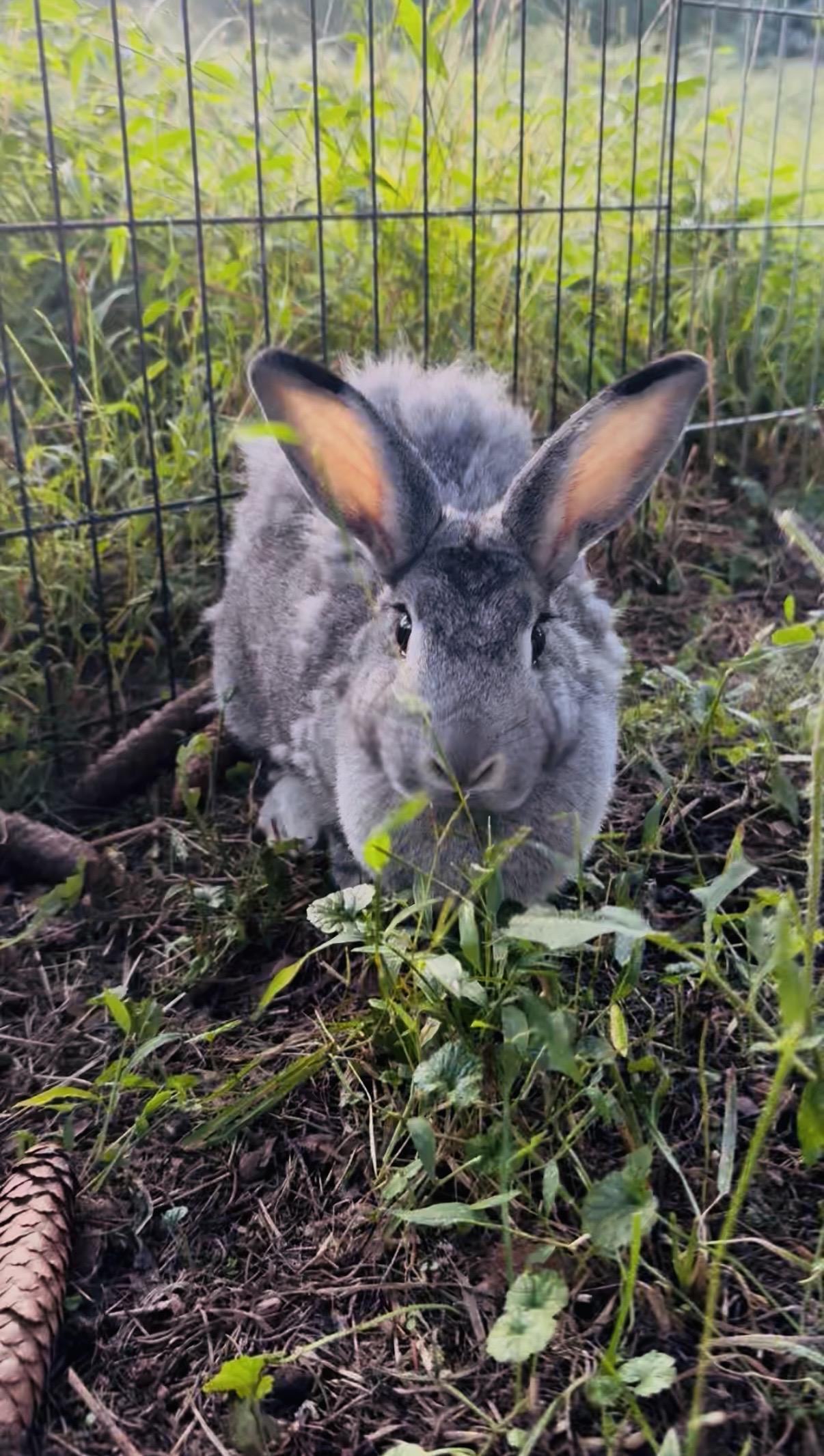 Tilly photo