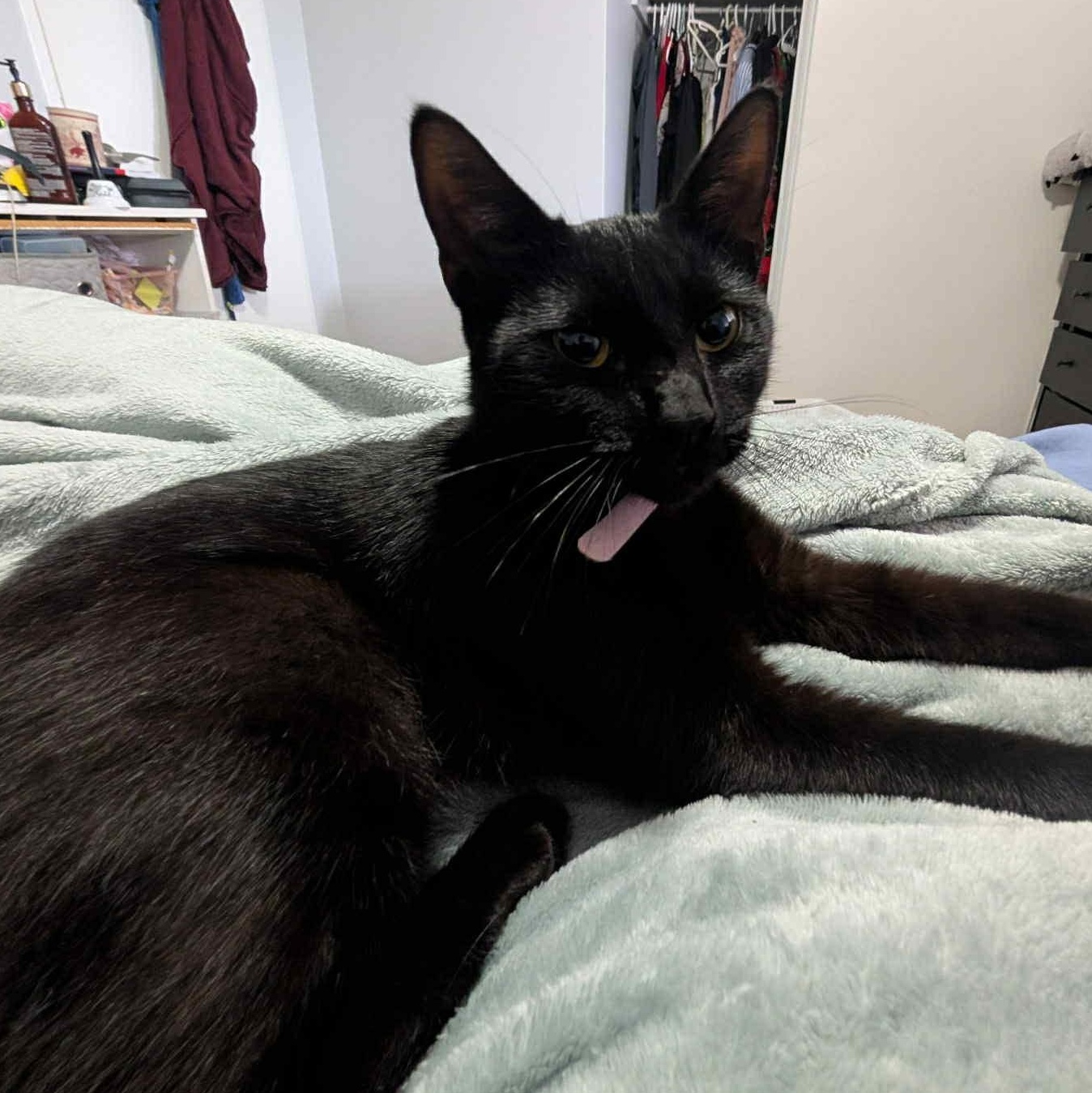 Enlarge Candy - A Sweet Explorer Full of Love!, a Adoptable Domestic Short Hair in Hamilton, ON image 1/2