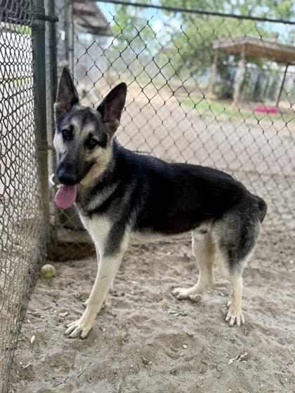Brody, Adoptable, Young Male Shepherd & Mixed Breed.