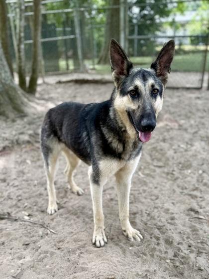Brody, a Adoptable mixed breed in Picayune, MS image 2/3