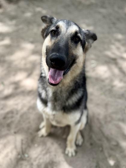 Brody, a Adoptable mixed breed in Picayune, MS image 3/3