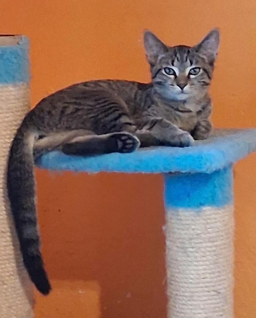 Enlarge MYSTIC, a Adoptable mixed breed in Marianna, FL image 1/1