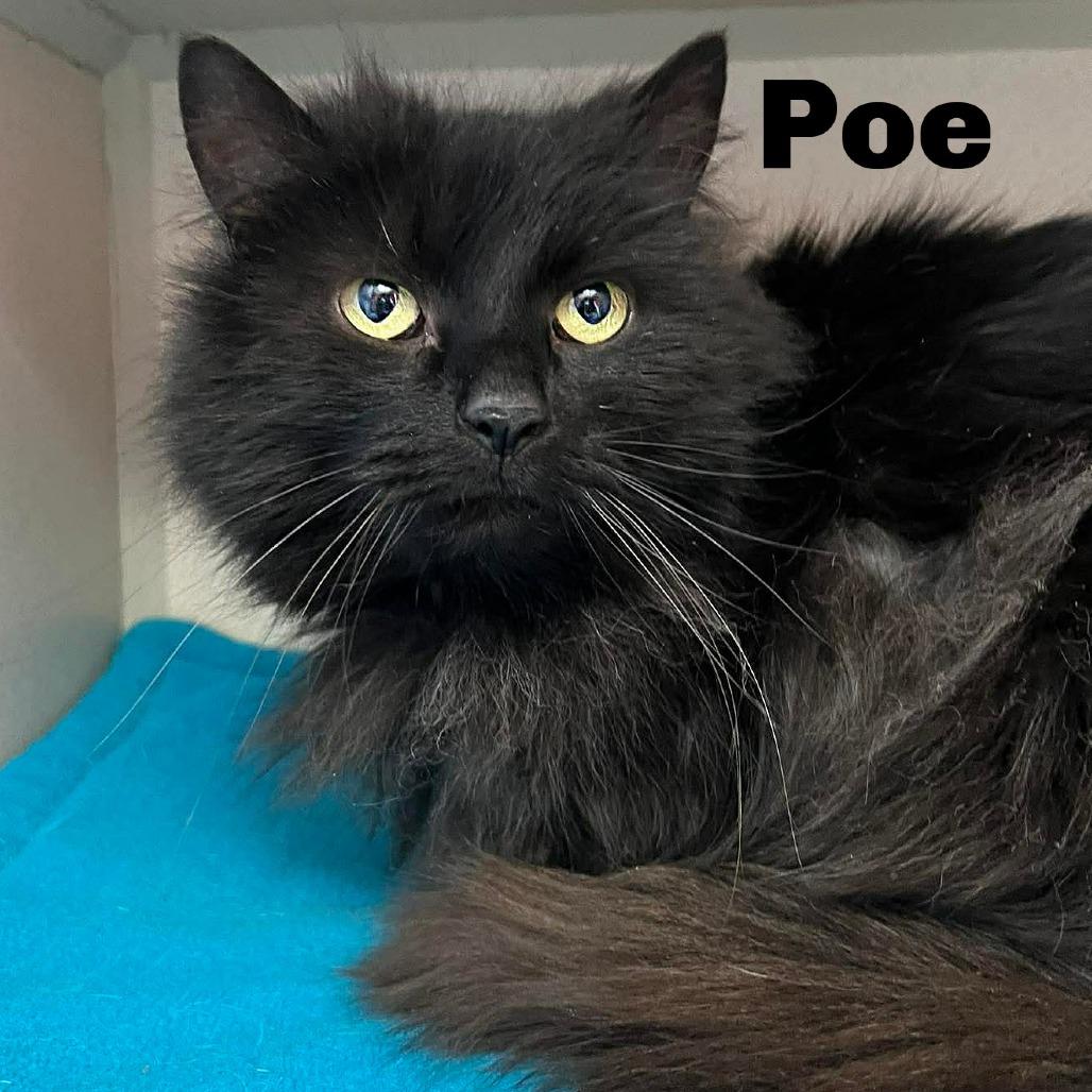 Poe 260215, Adoptable, Senior Male Domestic Long Hair.