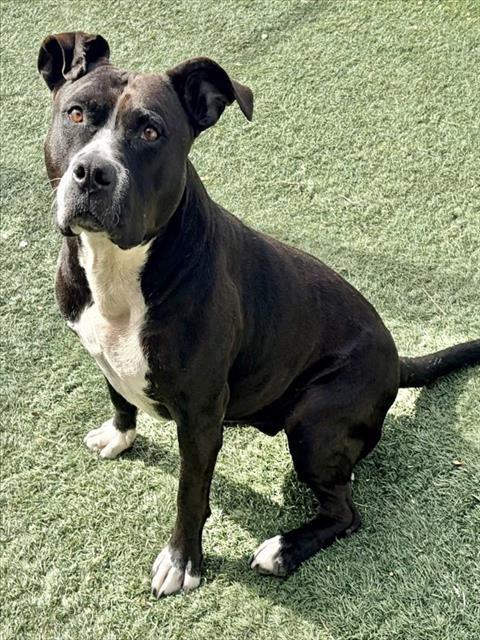 LUNA, Adoptable, Adult Female Pit Bull Terrier.