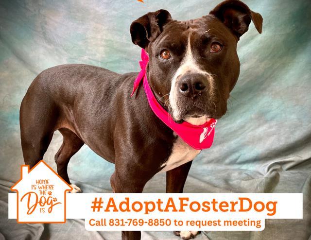 LUNA, Adoptable, Adult Female Pit Bull Terrier.