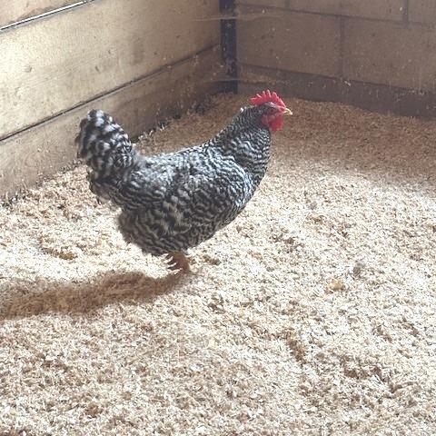 Madonna, Adoptable, Adult Female Chicken.