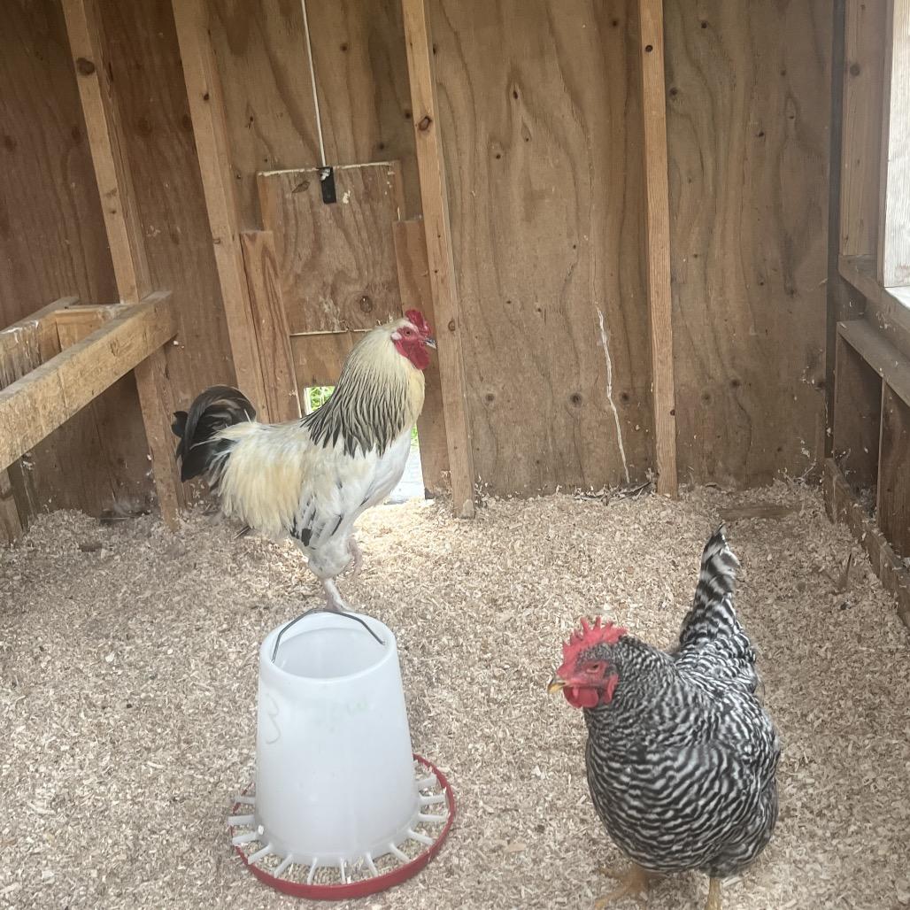 Enlarge Madonna, a Adoptable Chicken in Novelty, OH image 2/3
