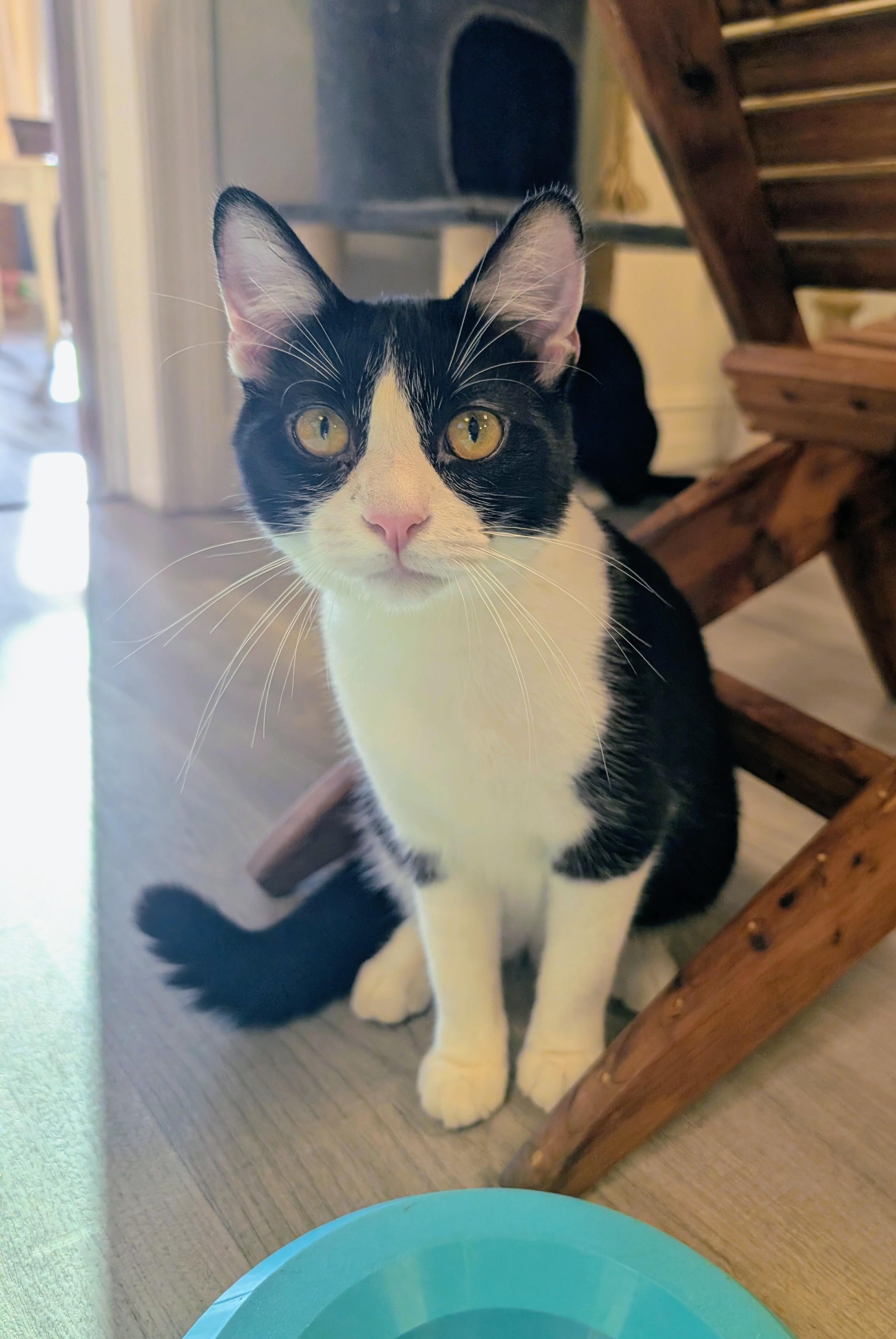 Enlarge Bauer, an adopted Domestic Short Hair in Palm Harbor, FL image 1/2