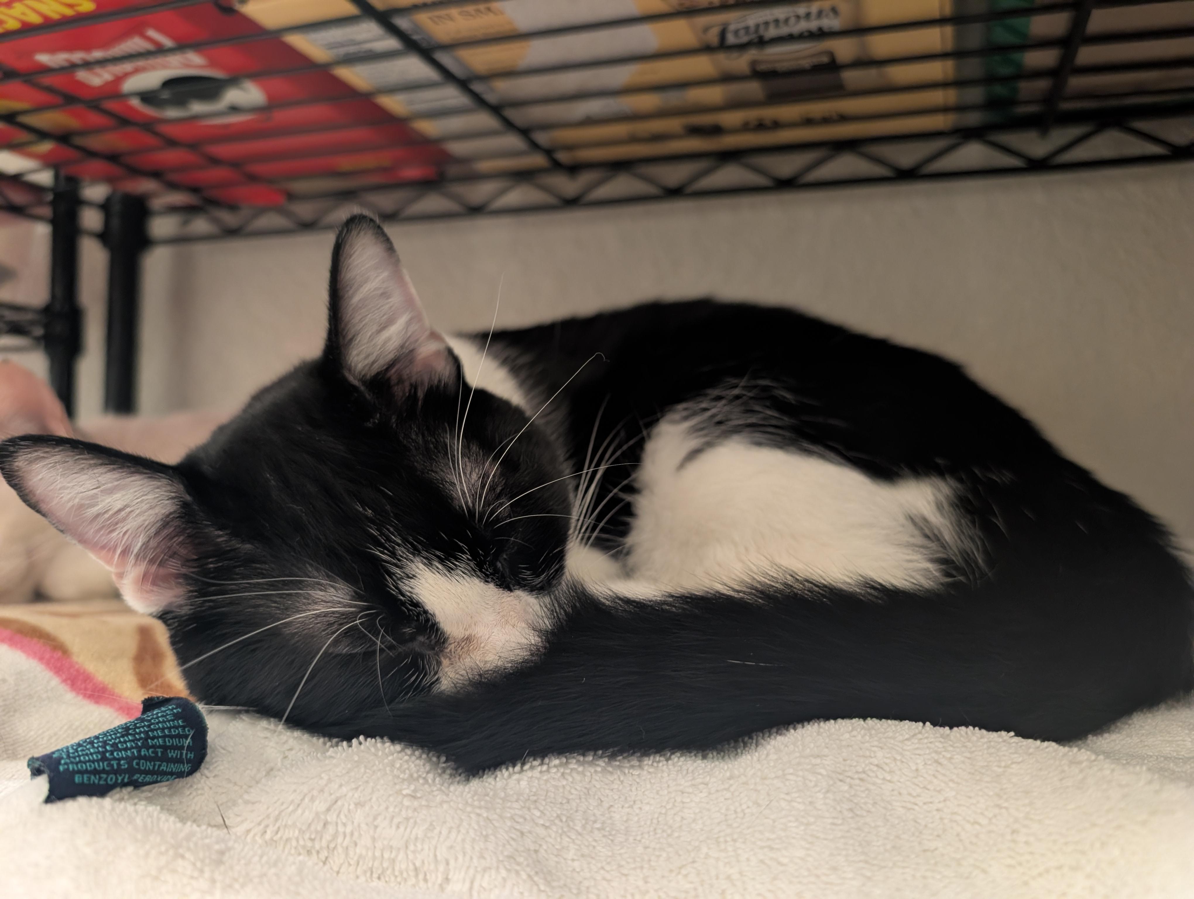 Enlarge Bauer, an adopted Domestic Short Hair in Palm Harbor, FL image 2/2