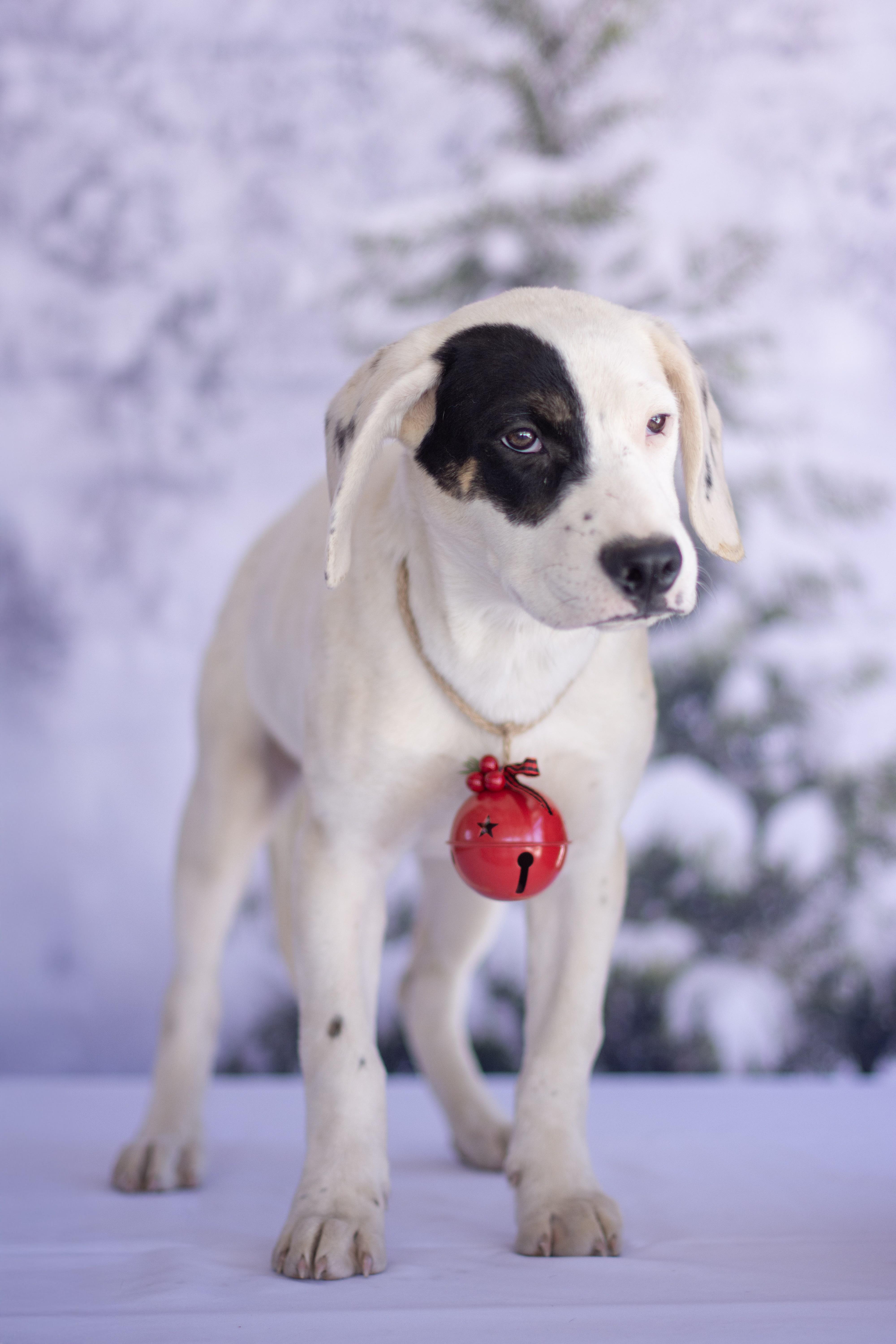 Shortbread, adopted, Puppy Male Coonhound & Labrador Retriever.