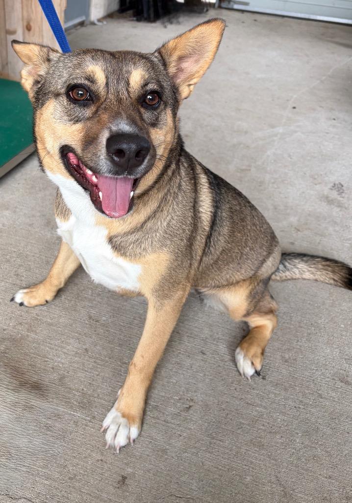 Chyna, Adoptable, Adult Female Shepherd.
