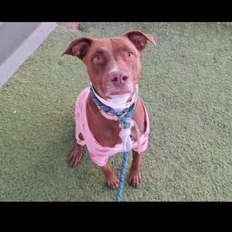 Enlarge Raspberry Jam, a ADOPTABLE mixed breed in Mesa, AZ image 1/1