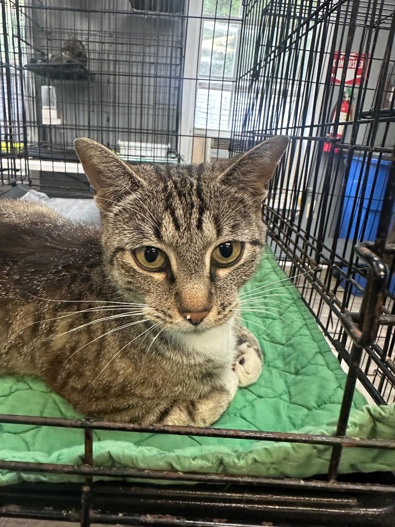 Enlarge verde, a ADOPTABLE American Shorthair in Winnsboro, SC image 1/1