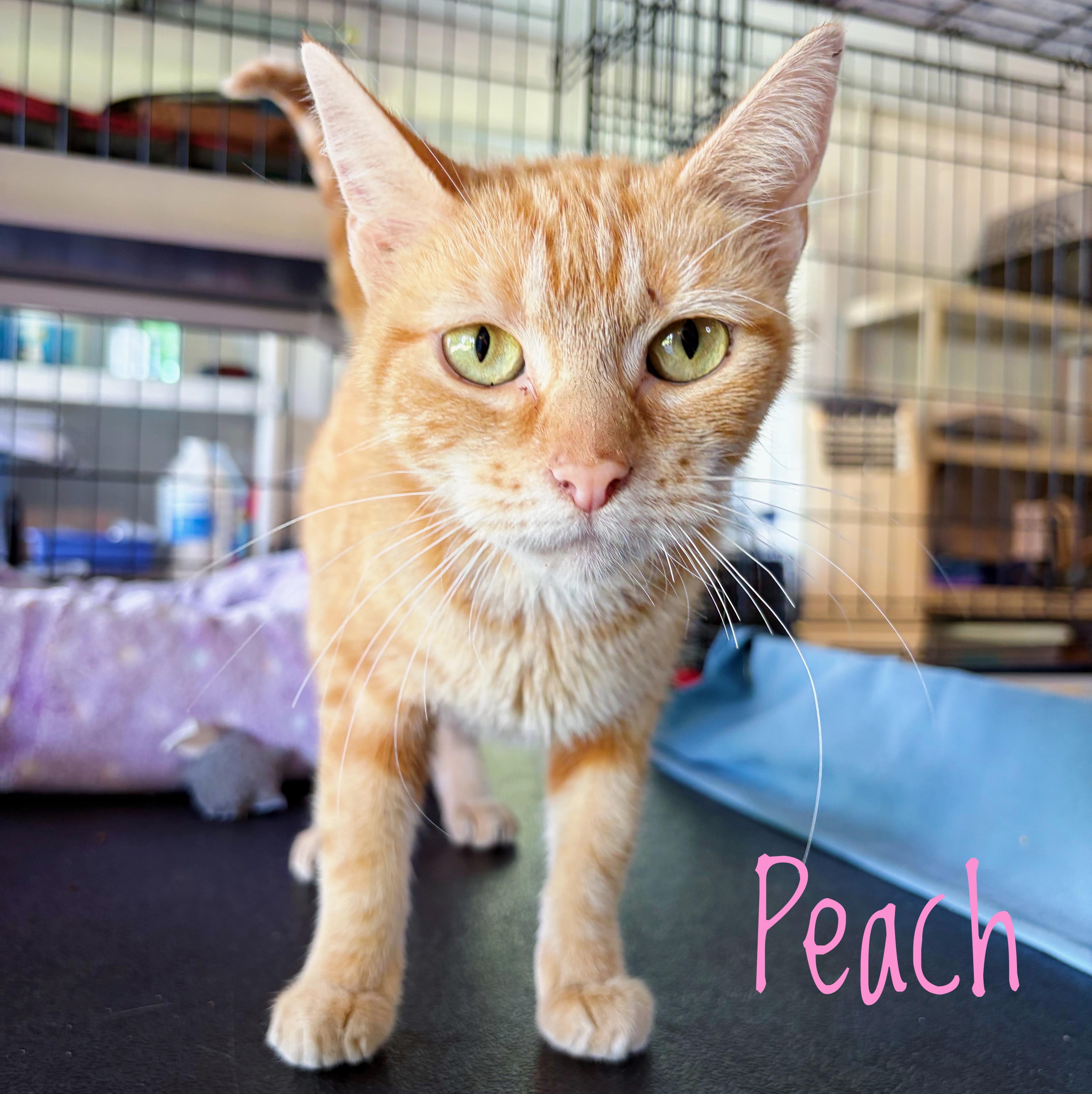 Peach, a ADOPTABLE Domestic Short Hair in Bethel, OH image 2/2