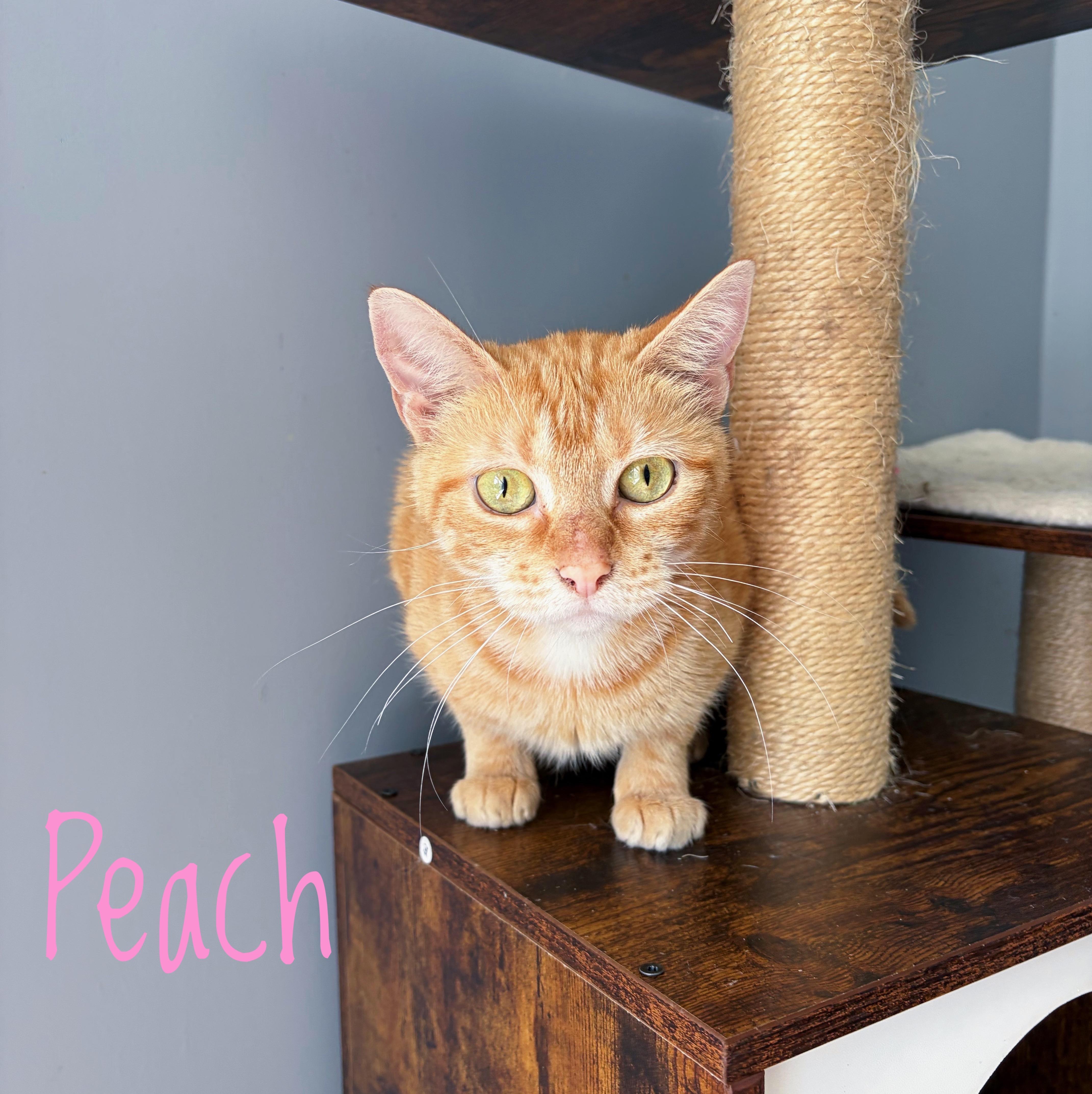 Peach, ADOPTABLE, Adult Female Domestic Short Hair.