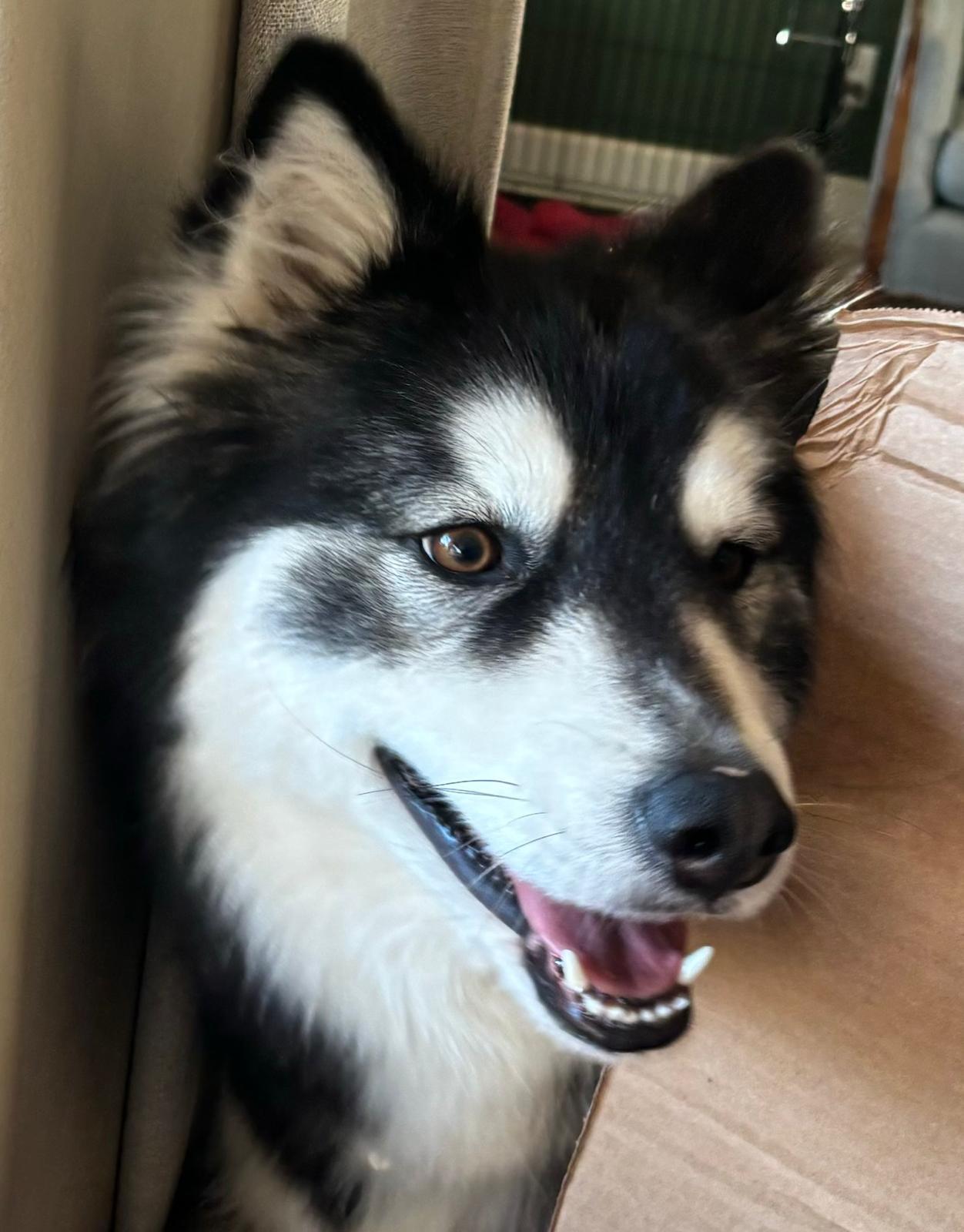 Ember, Adoptable, Adult Female Siberian Husky & Husky.