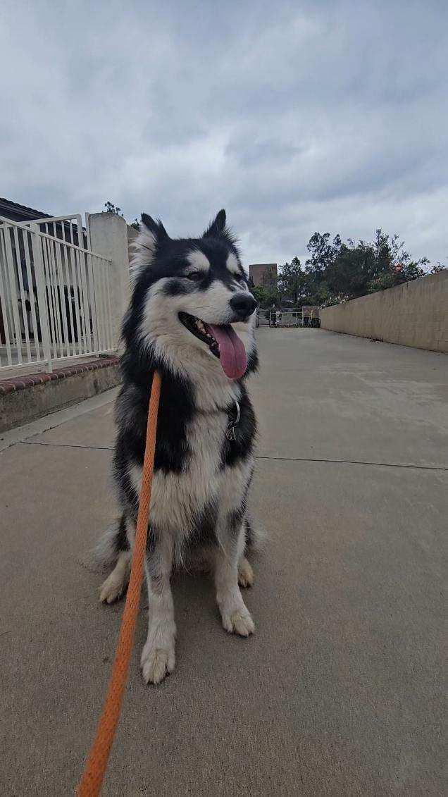 Ember, Adoptable, Adult Female Siberian Husky & Husky.