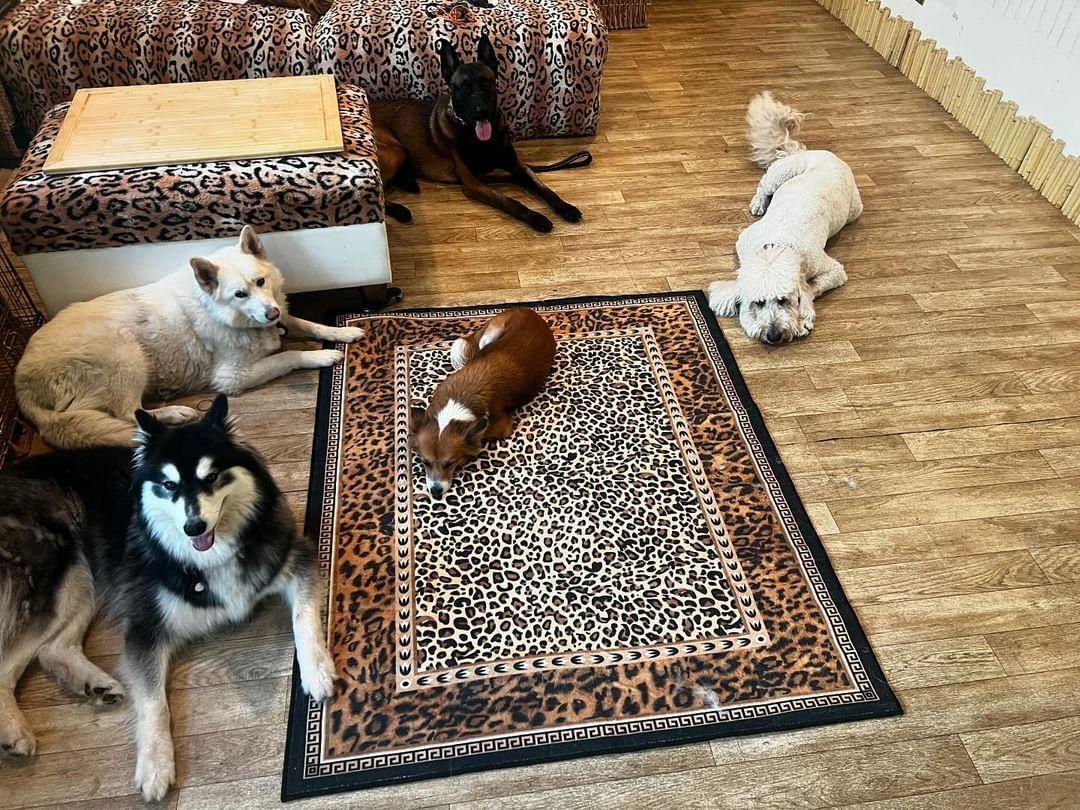 Enlarge Ember, a Adoptable mixed breed in Escondido, CA image 3/3