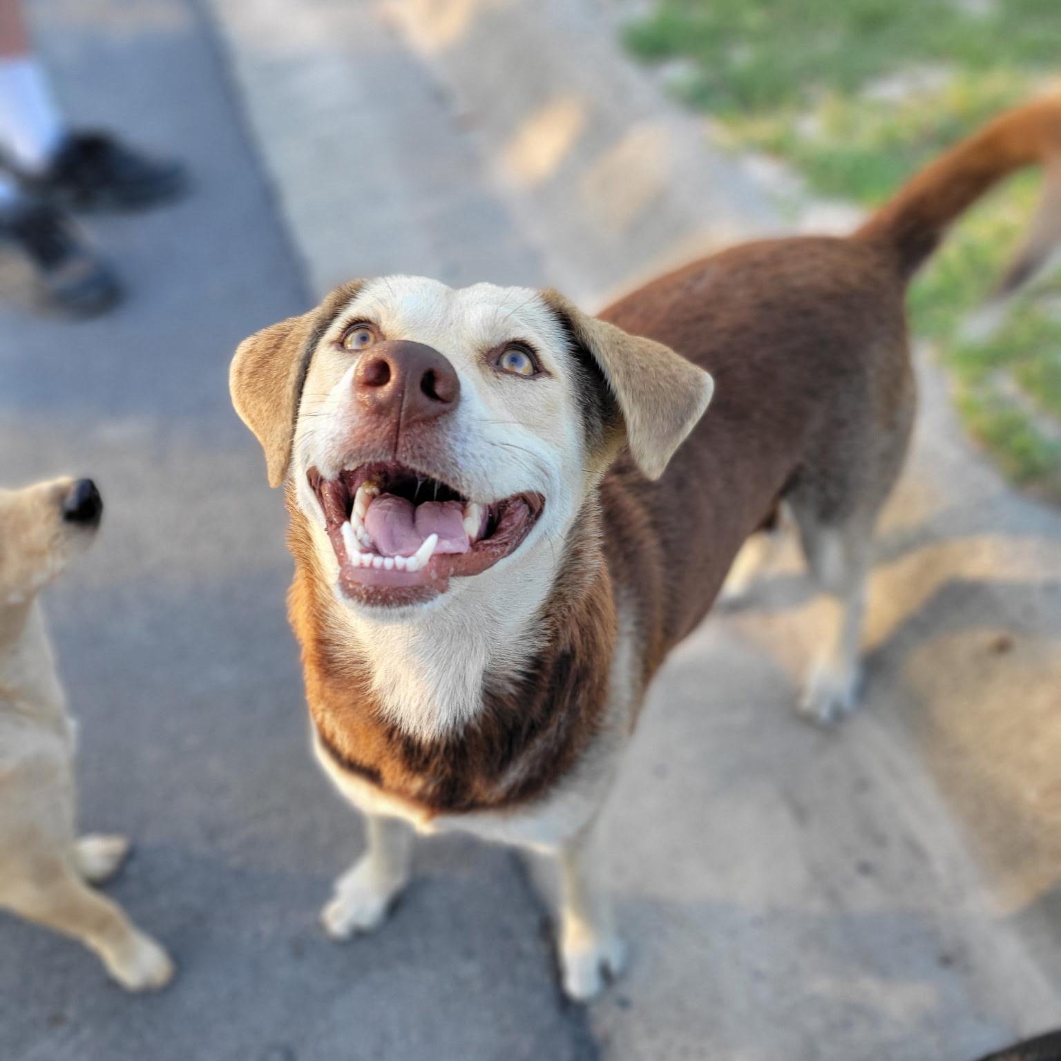 Honey Pie, an adoptable Labrador Retriever in Eau Claire, WI, 54703 | Photo Image 2