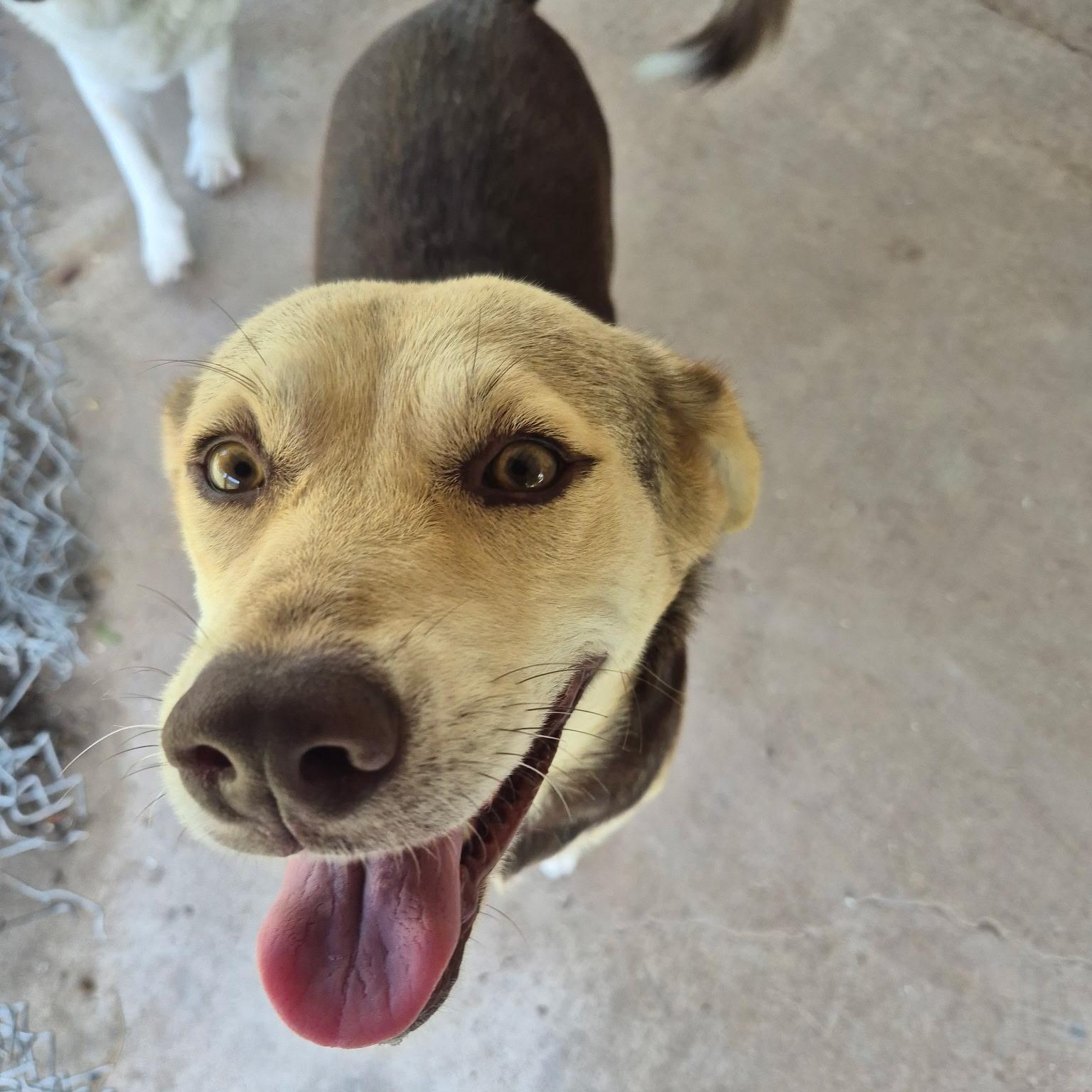 Honey Pie, an adoptable Labrador Retriever in Eau Claire, WI, 54703 | Photo Image 4