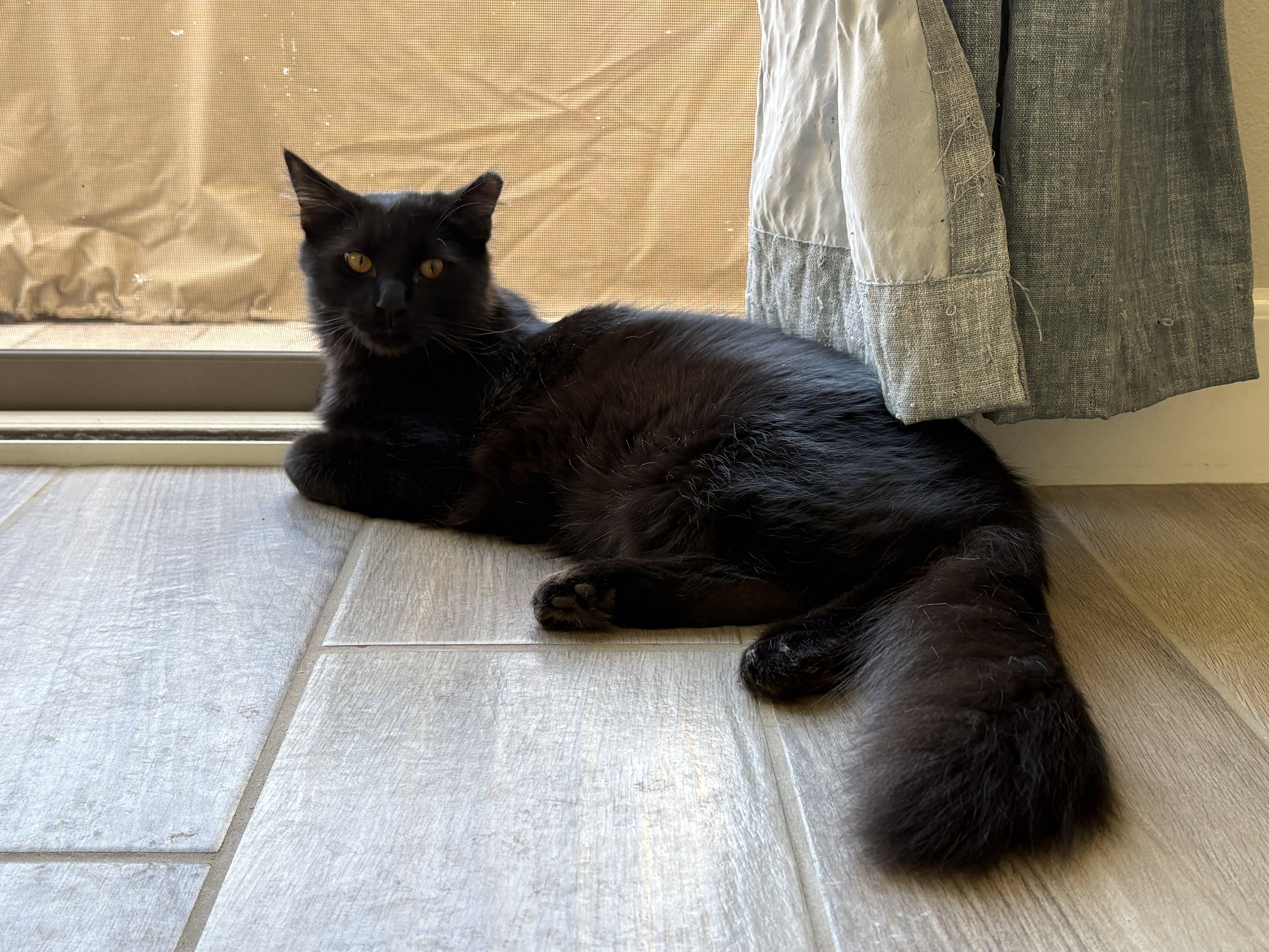 Enlarge Kuro & Notch, a ADOPTABLE Domestic Short Hair in Los Angeles, CA image 6/6