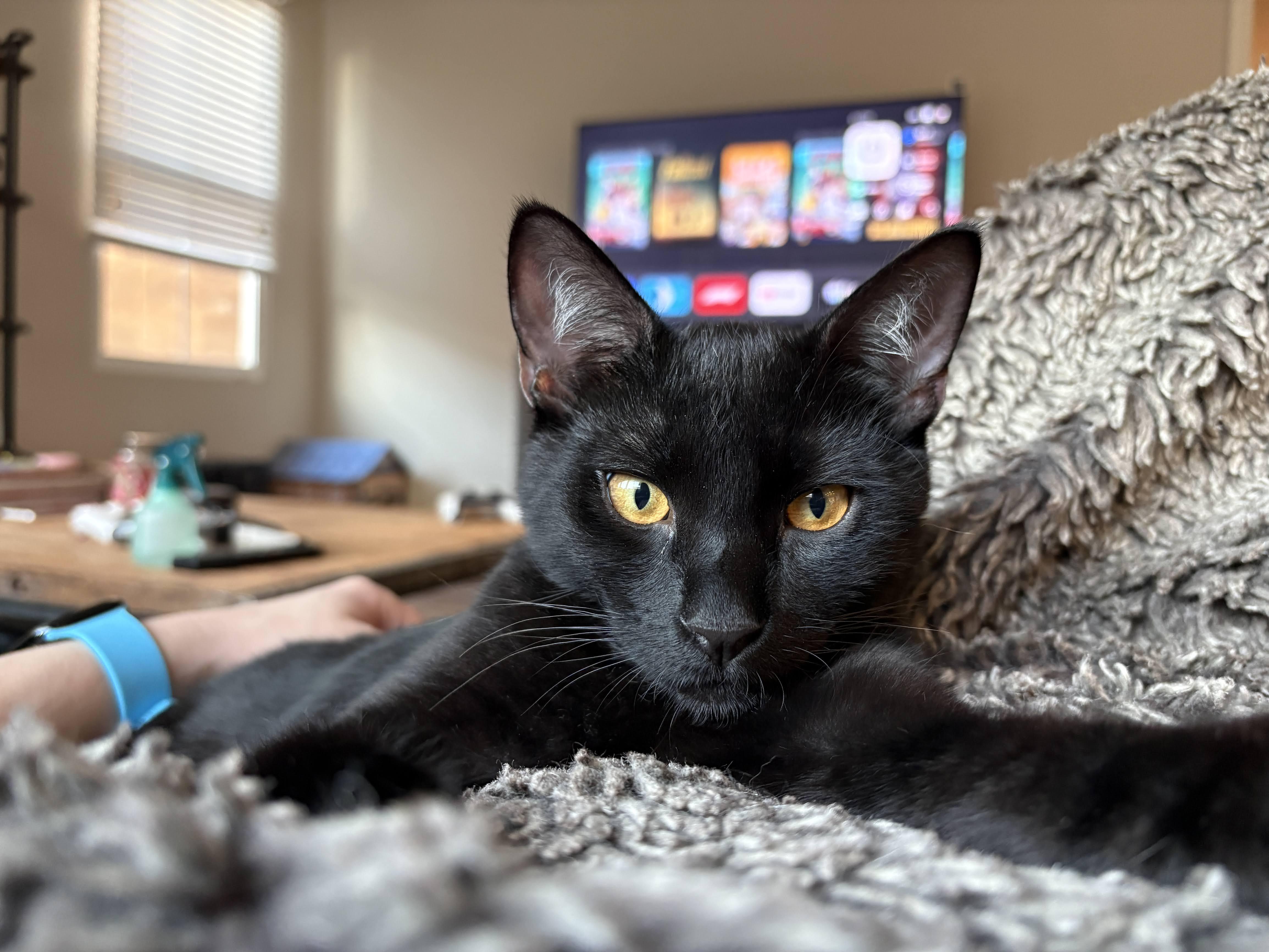 Enlarge Kuro & Notch, a ADOPTABLE Domestic Short Hair in Los Angeles, CA image 5/6