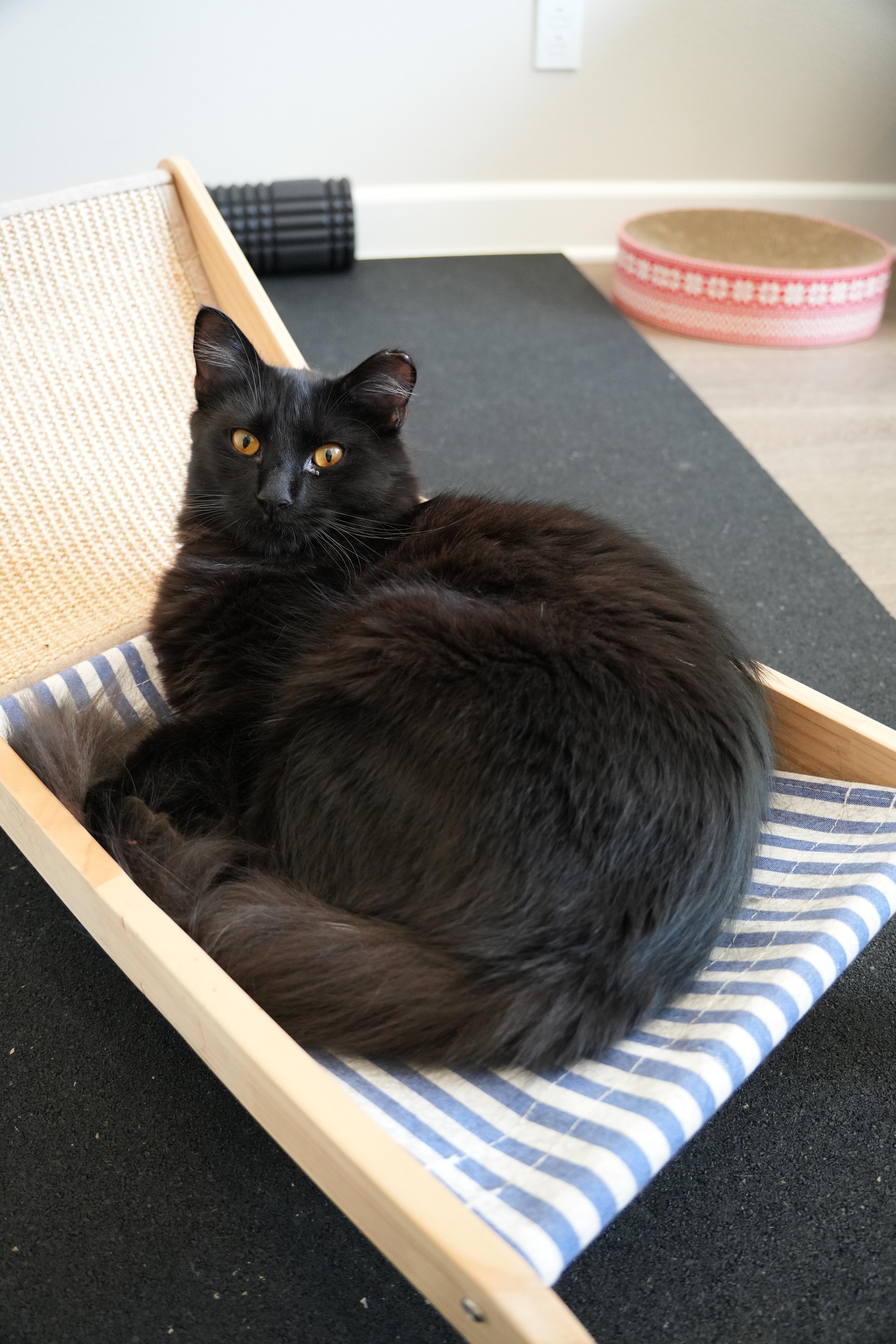 Kuro & Notch, a ADOPTABLE Domestic Short Hair in Los Angeles, CA image 6/6