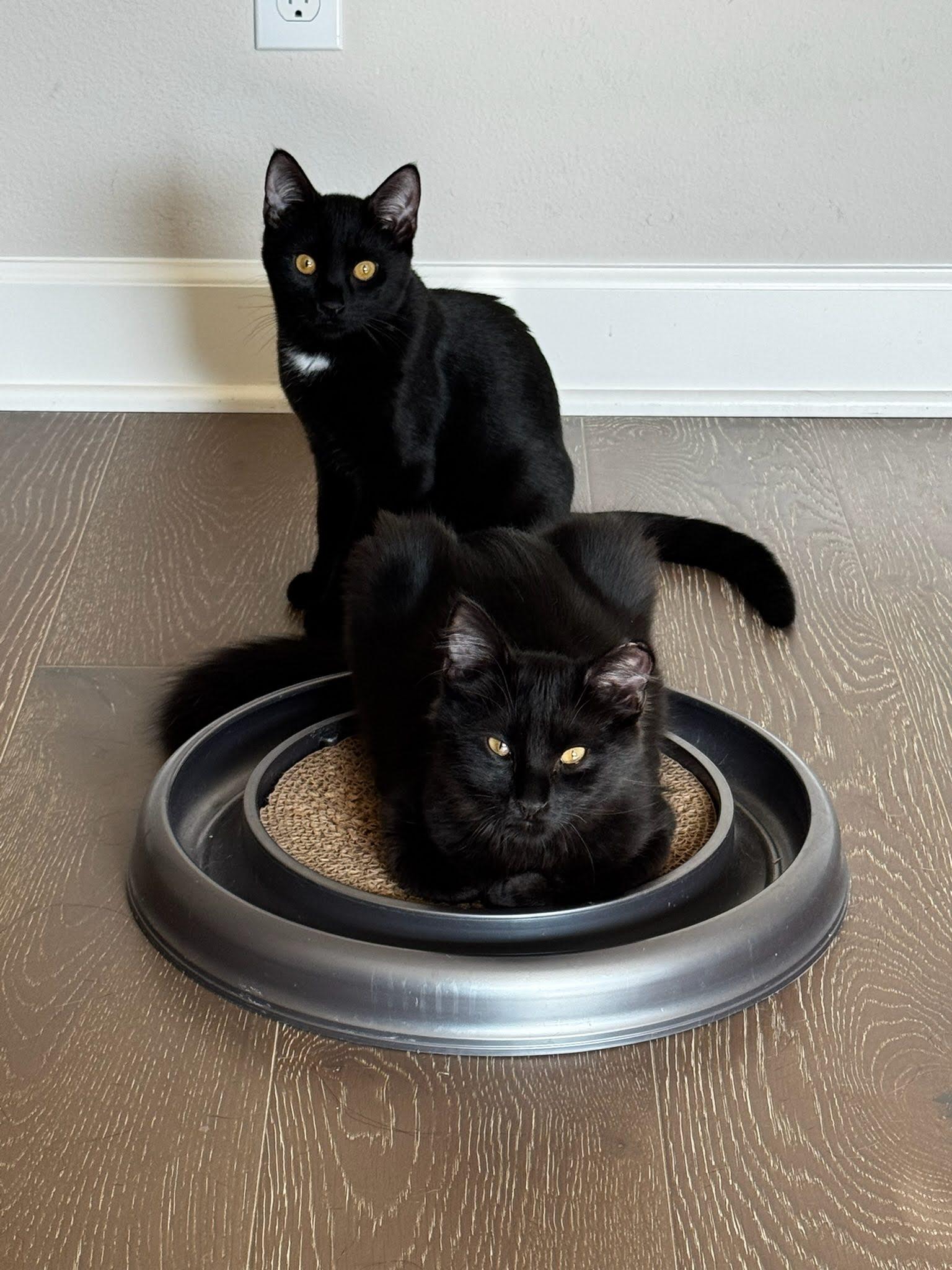 Kuro & Notch, ADOPTABLE, Young Male Domestic Short Hair.