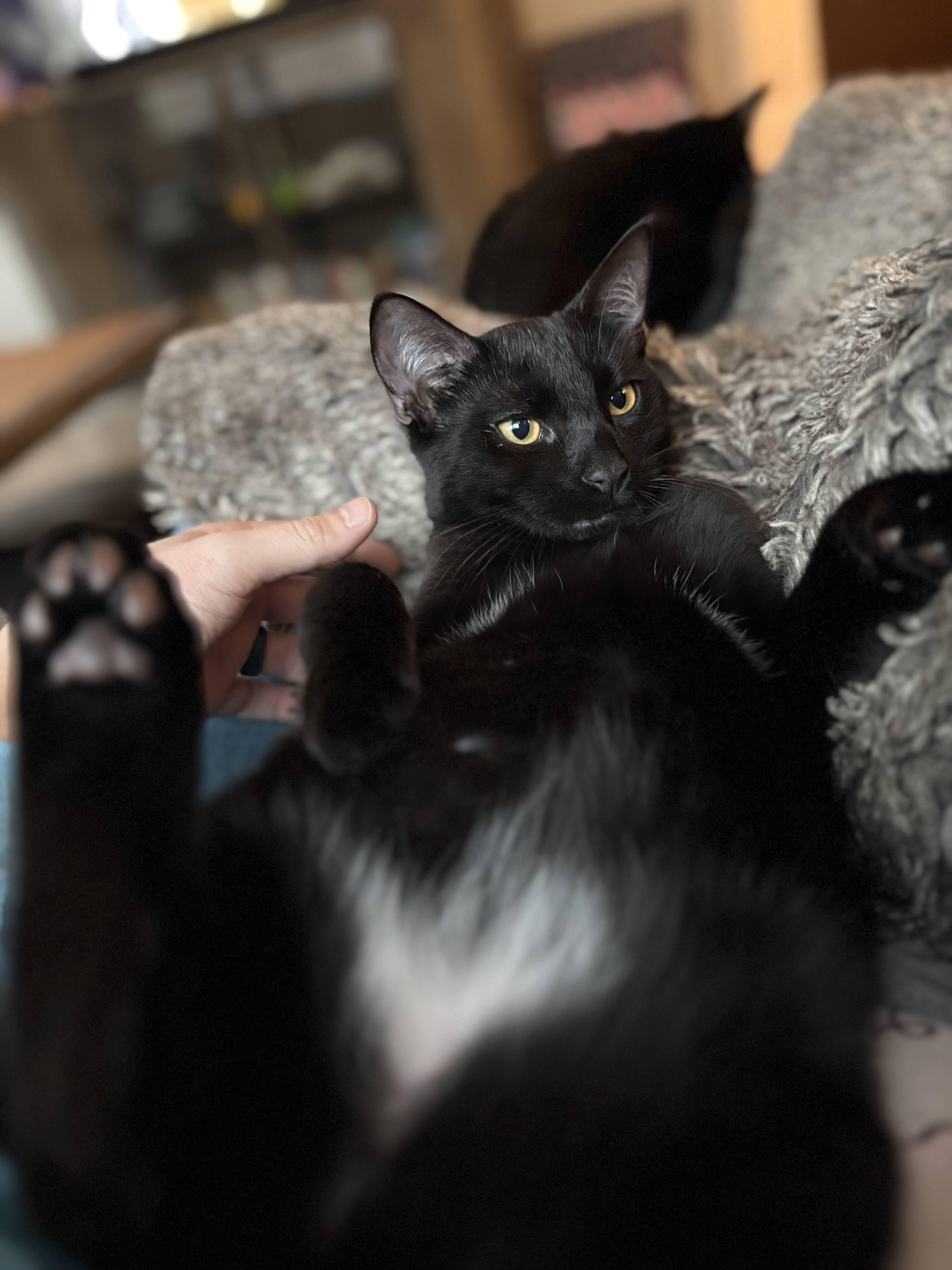 Enlarge Kuro & Notch, a ADOPTABLE Domestic Short Hair in Los Angeles, CA image 6/6