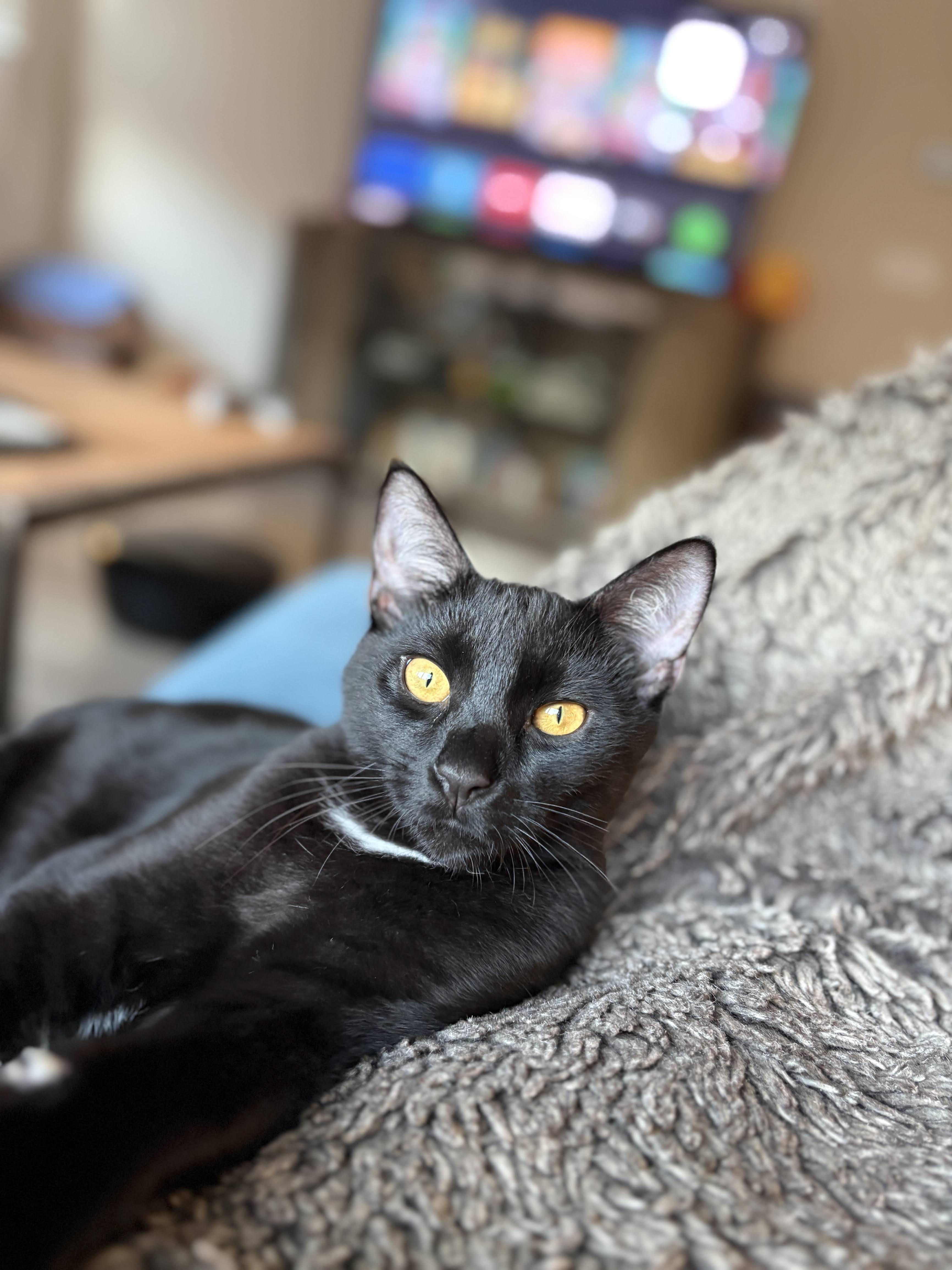 Enlarge Kuro & Notch, a ADOPTABLE Domestic Short Hair in Los Angeles, CA image 4/6