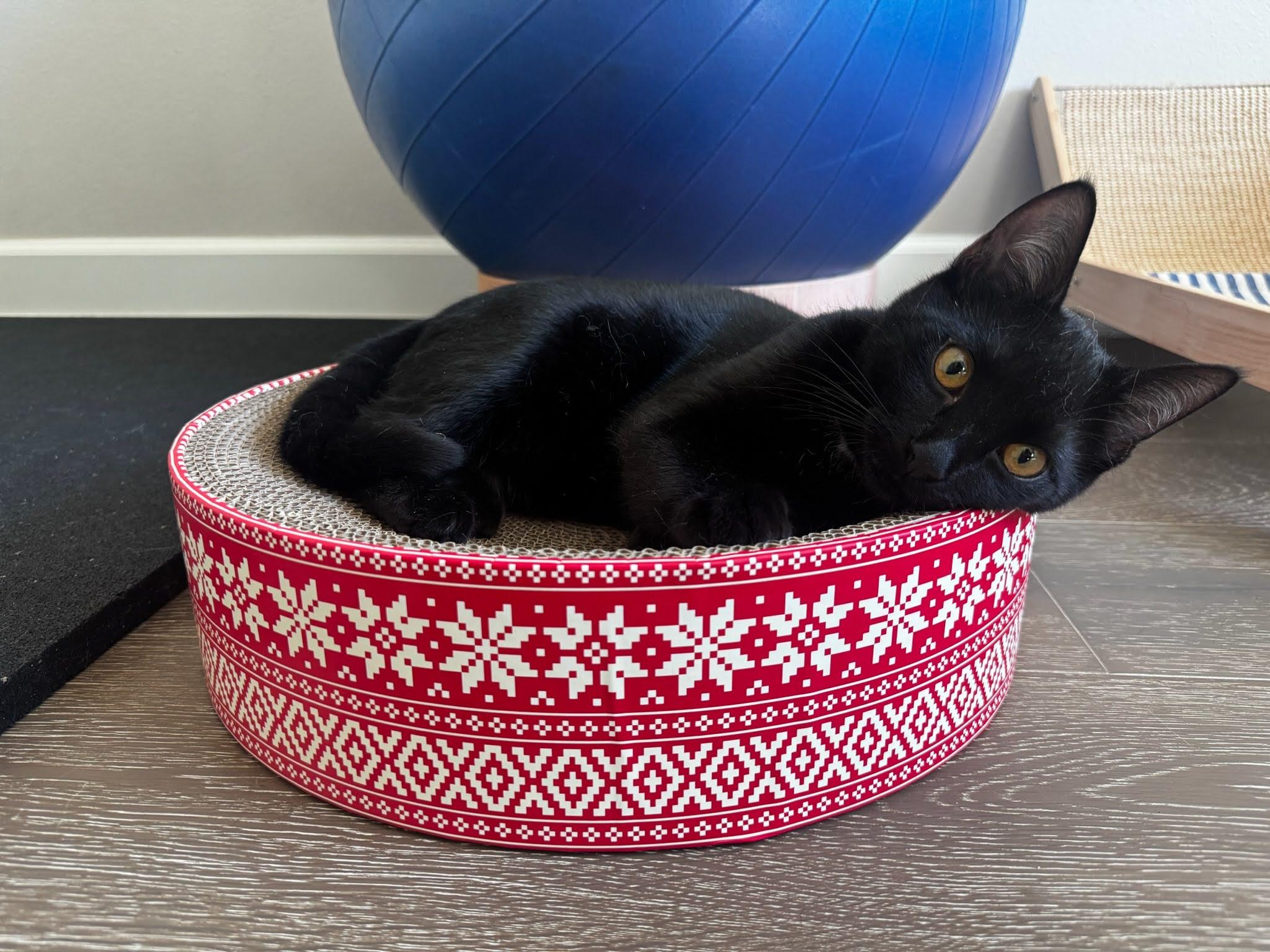 Enlarge Kuro & Notch, a ADOPTABLE Domestic Short Hair in Los Angeles, CA image 5/6