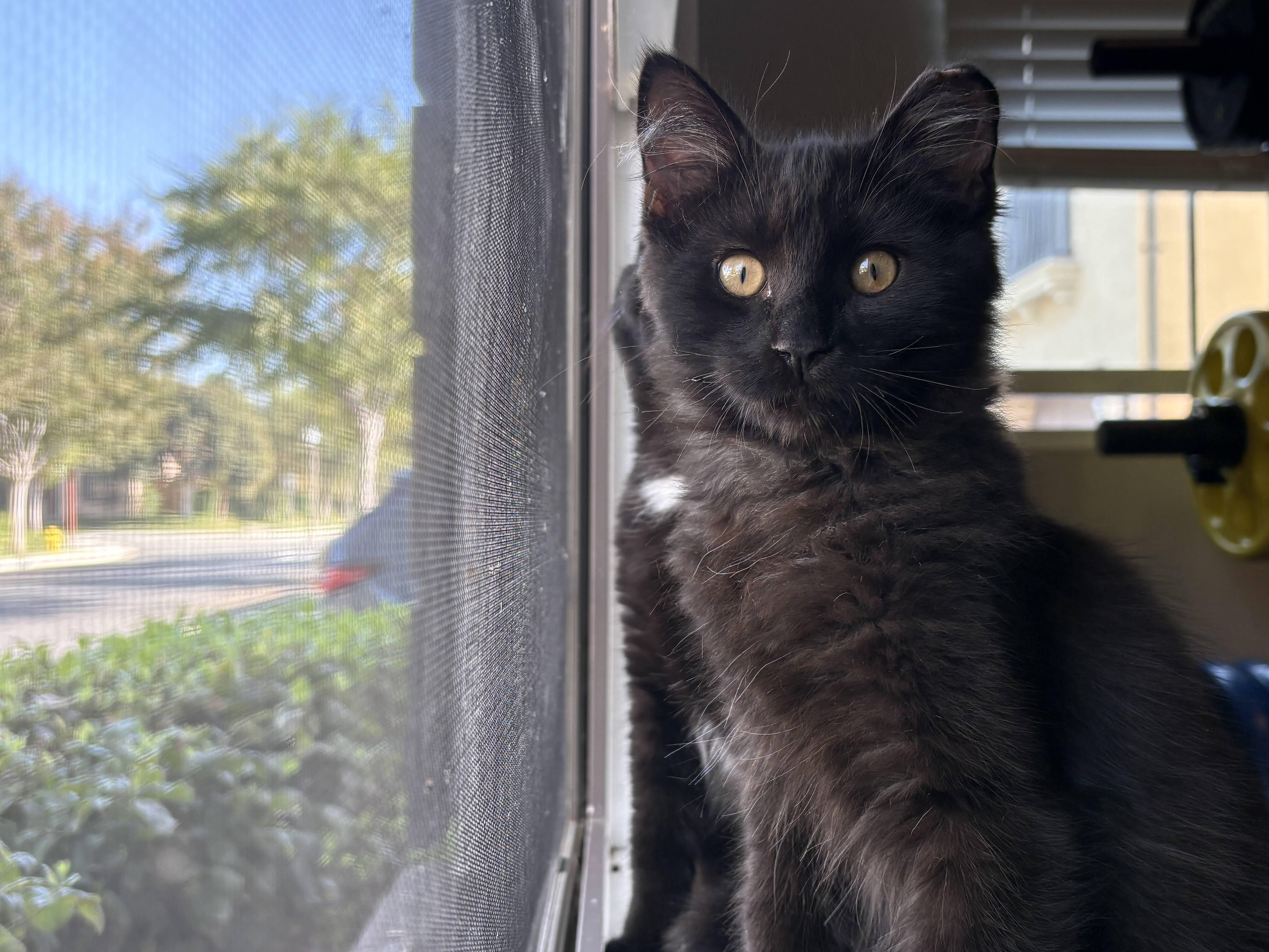 Enlarge Kuro & Notch, a ADOPTABLE Domestic Short Hair in Los Angeles, CA image 2/6