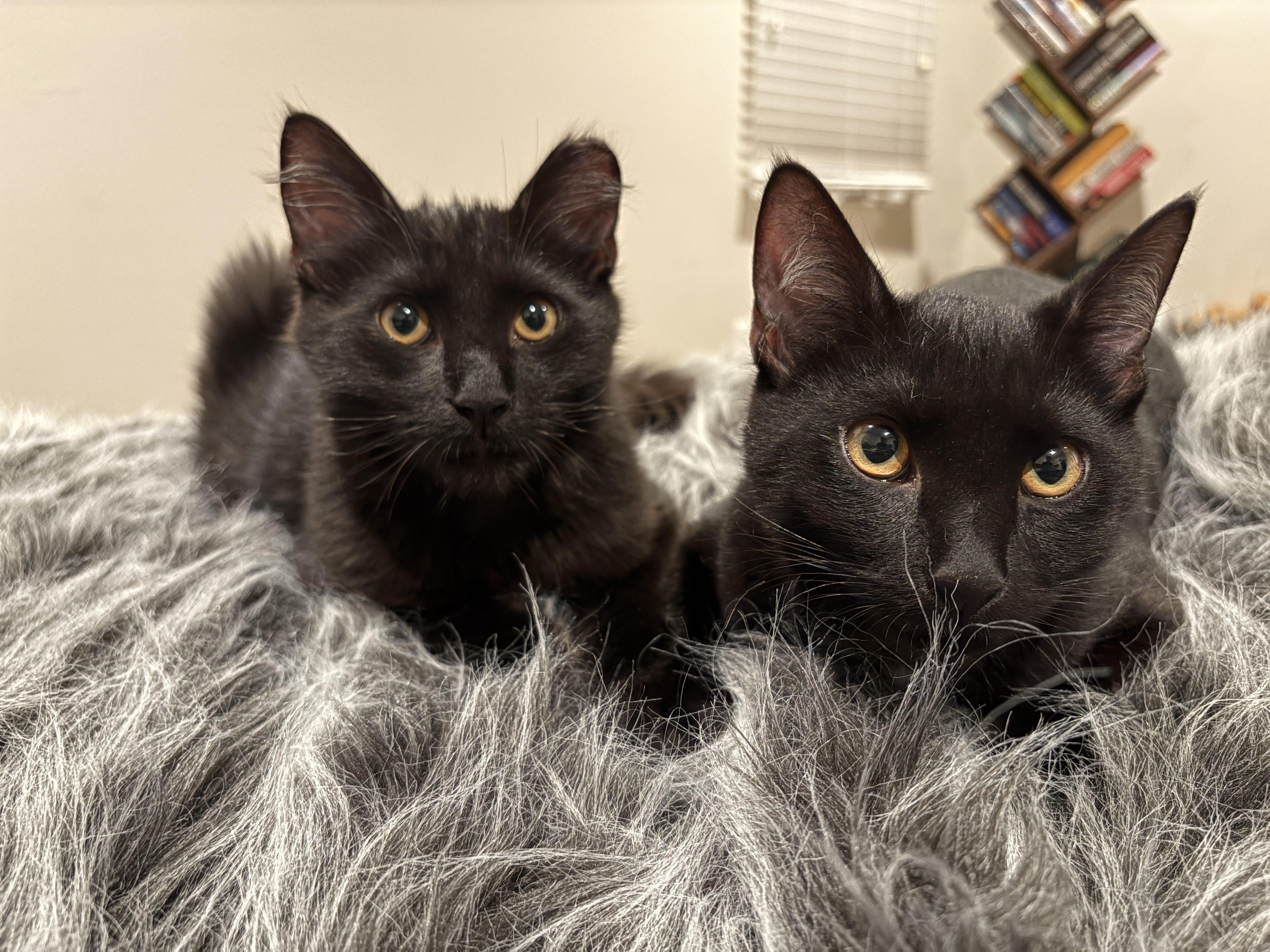 Enlarge Kuro & Notch, a ADOPTABLE Domestic Short Hair in Los Angeles, CA image 1/6