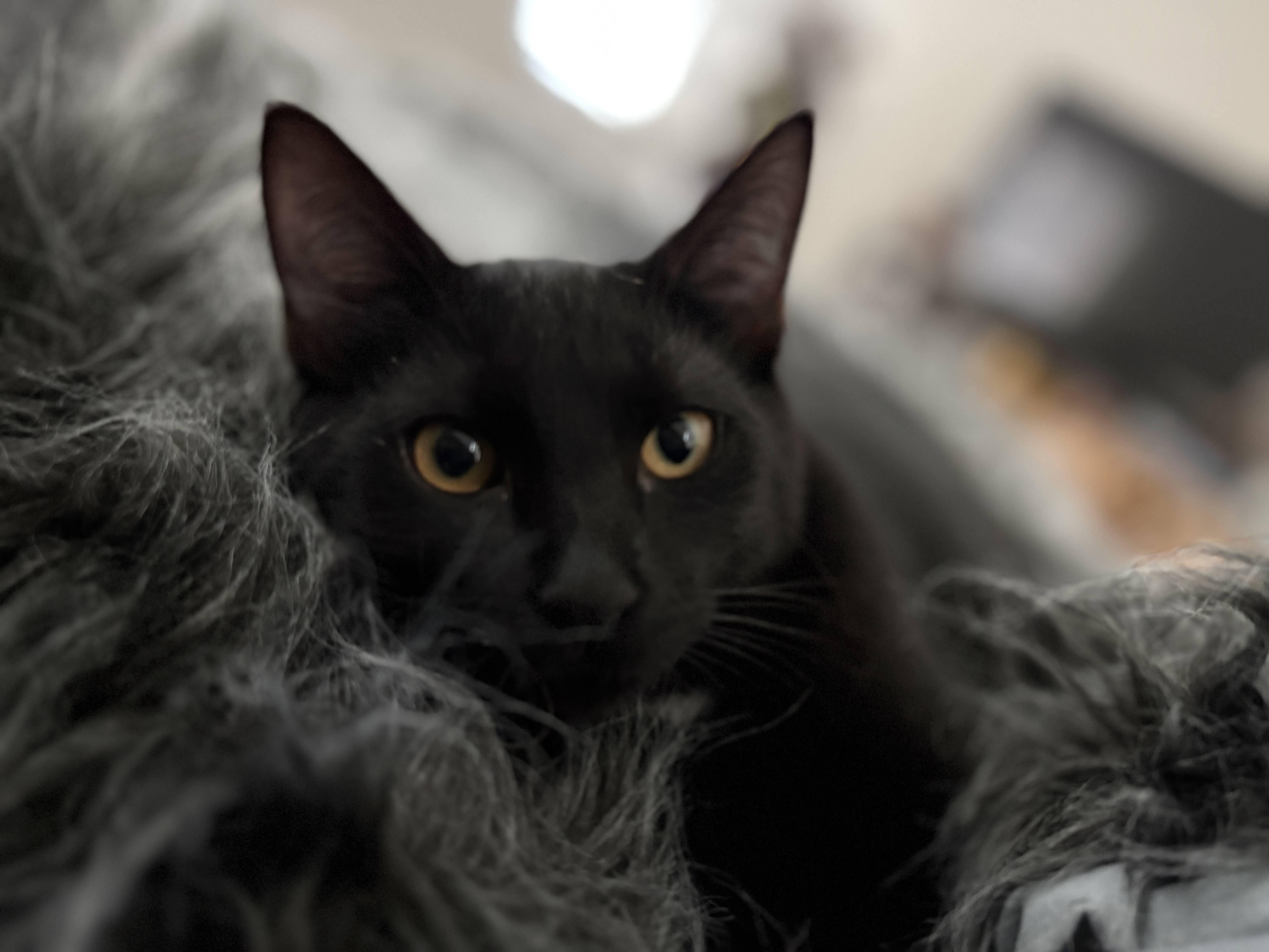 Enlarge Kuro & Notch, a ADOPTABLE Domestic Short Hair in Los Angeles, CA image 4/6