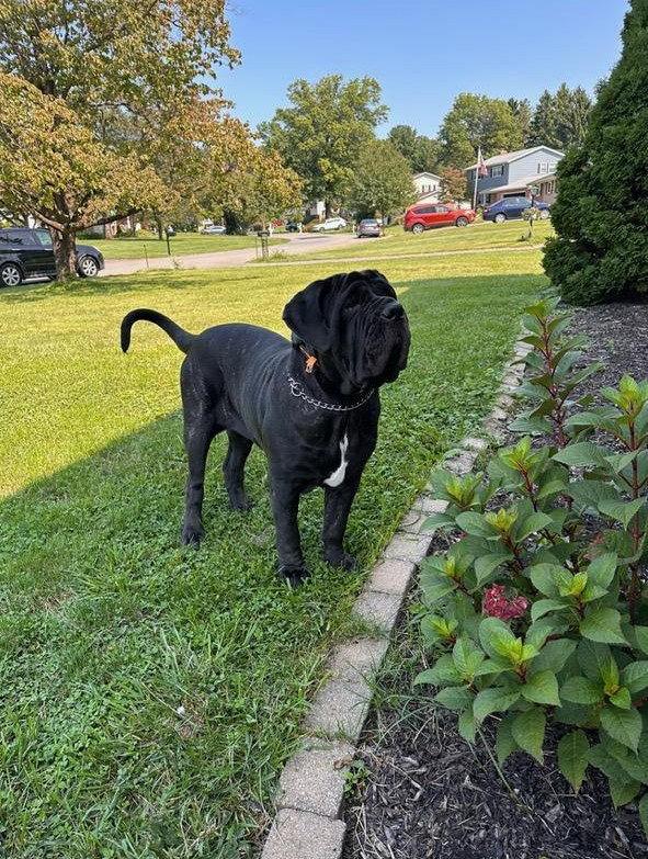 Enlarge Gianna, a Adopted Neapolitan Mastiff in Saint Charles, MO image 1/2