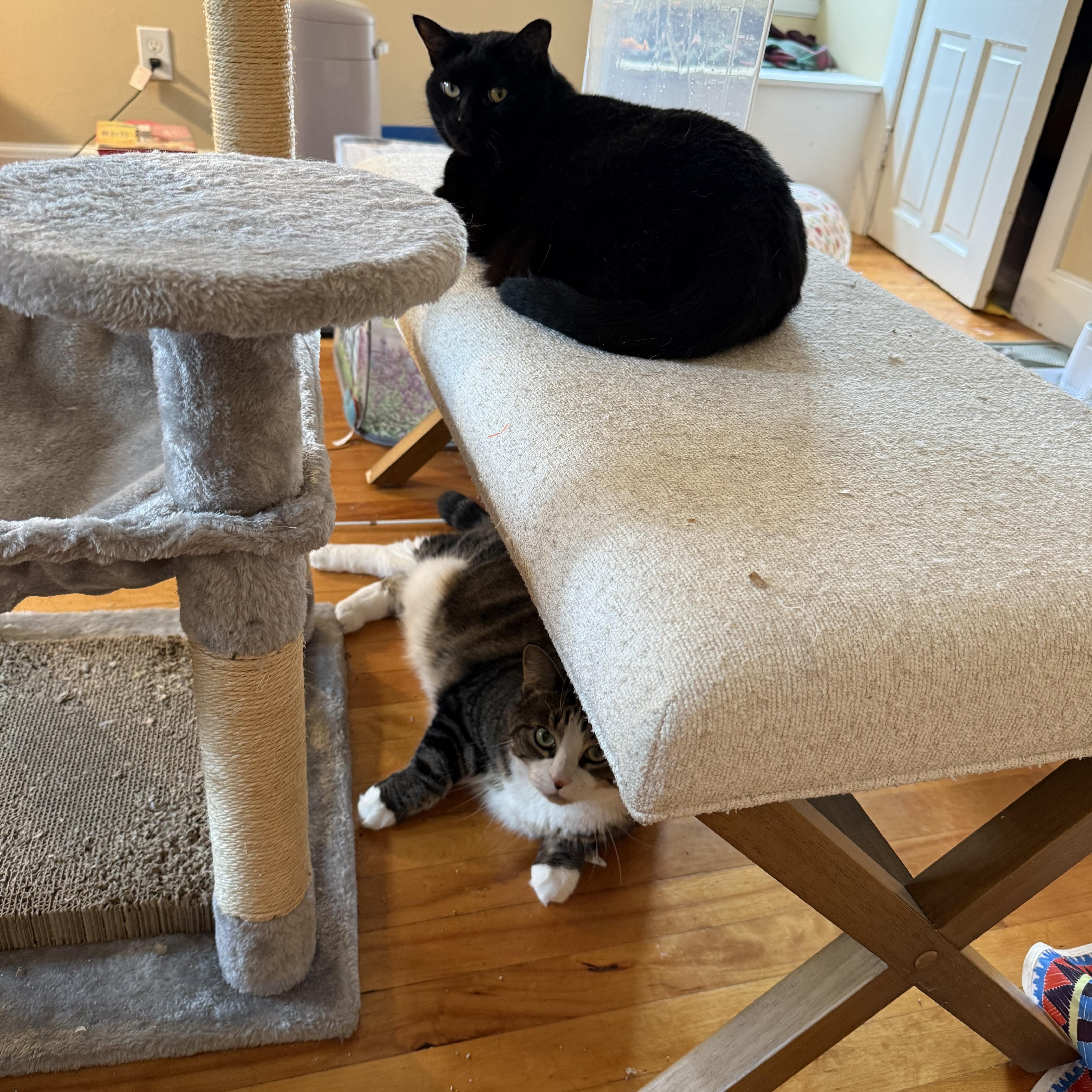 Enlarge Millie & Mia, a ADOPTABLE Domestic Short Hair in Canton, MA image 6/6