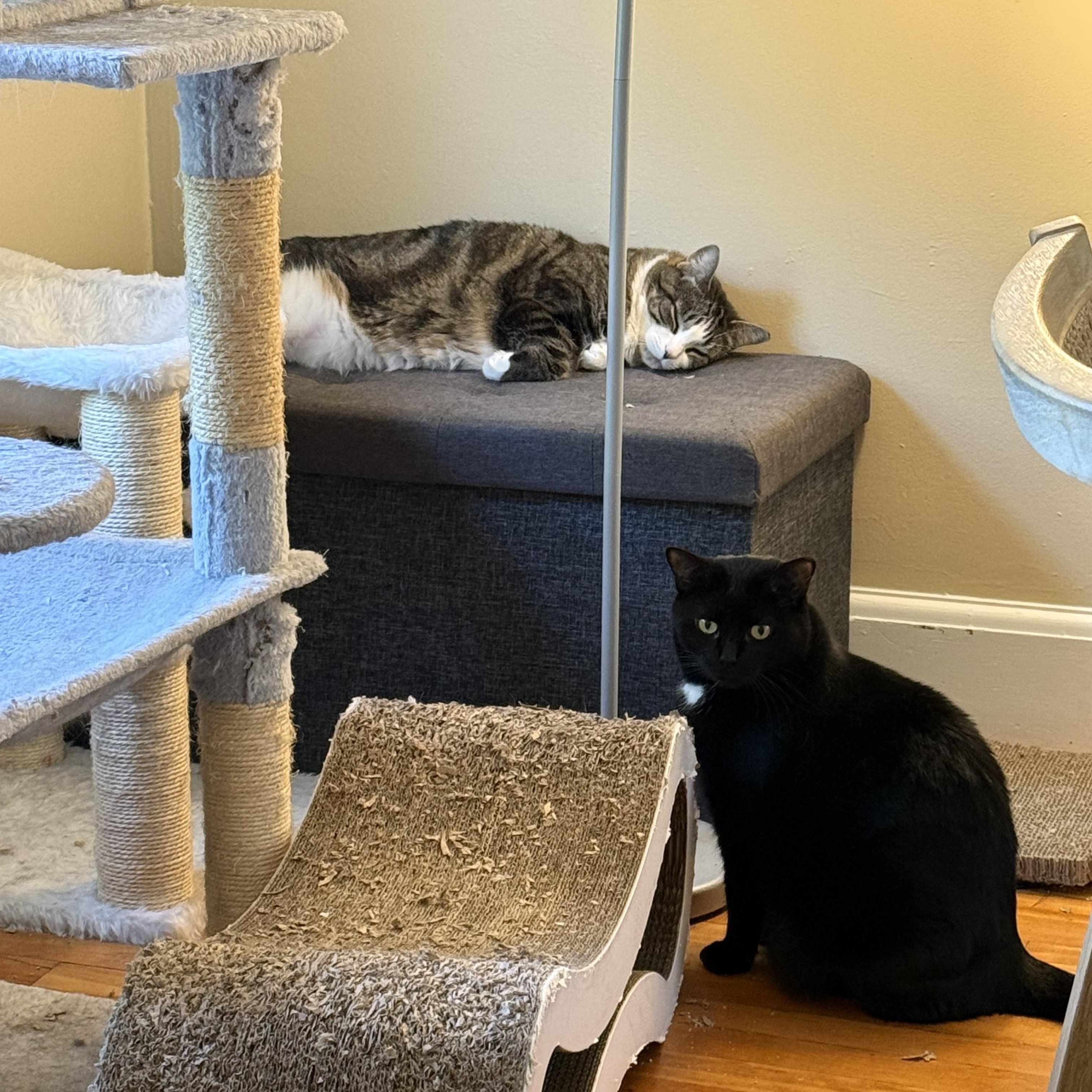 Enlarge Millie & Mia, a ADOPTABLE Domestic Short Hair in Canton, MA image 3/6