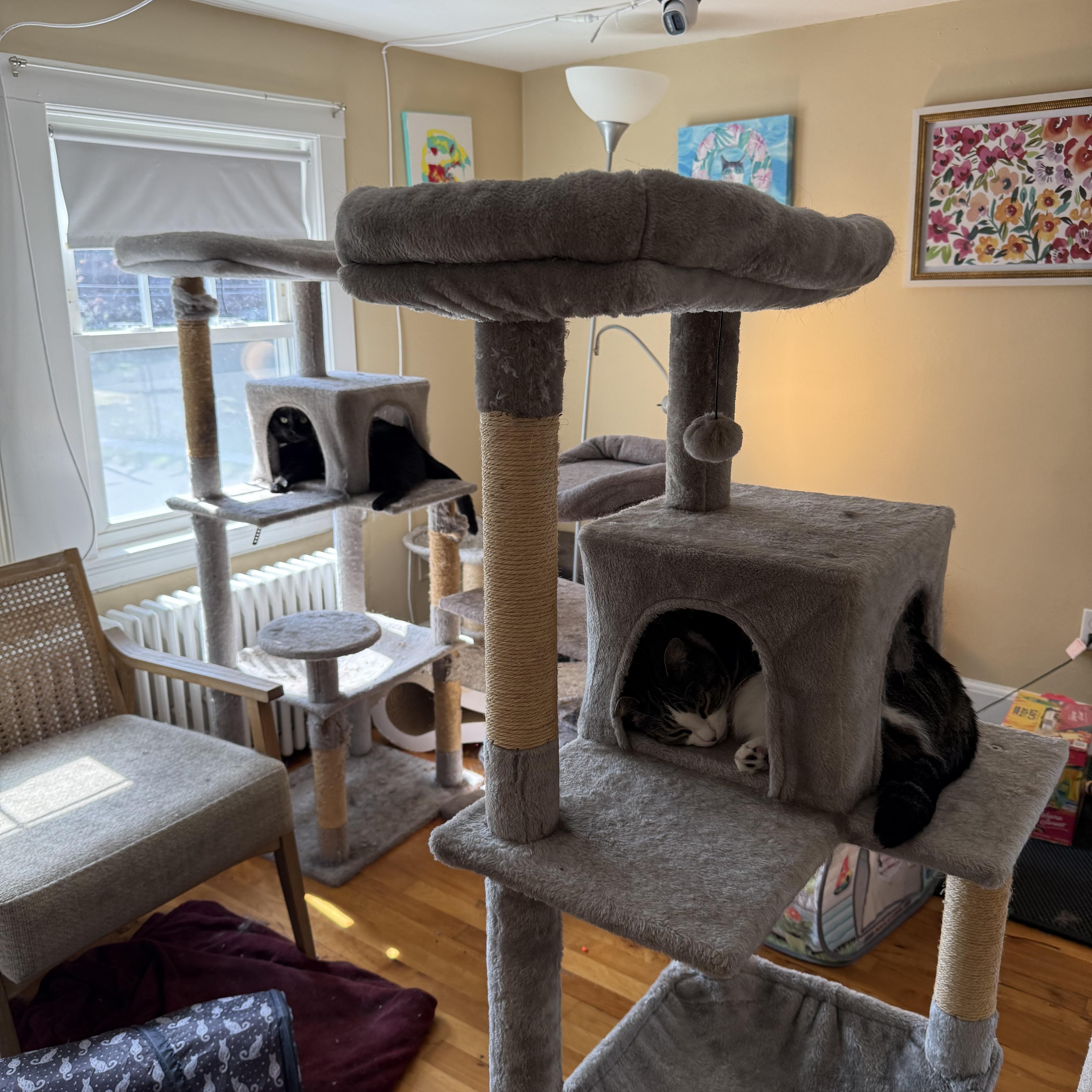 Enlarge Millie & Mia, a ADOPTABLE Domestic Short Hair in Canton, MA image 2/6